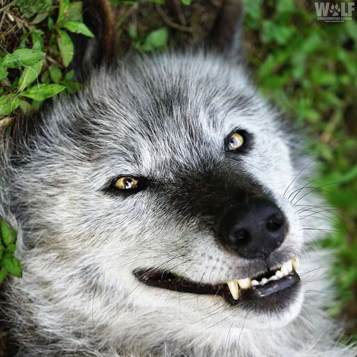 user avatar image for TheWolfWhoLovesYou