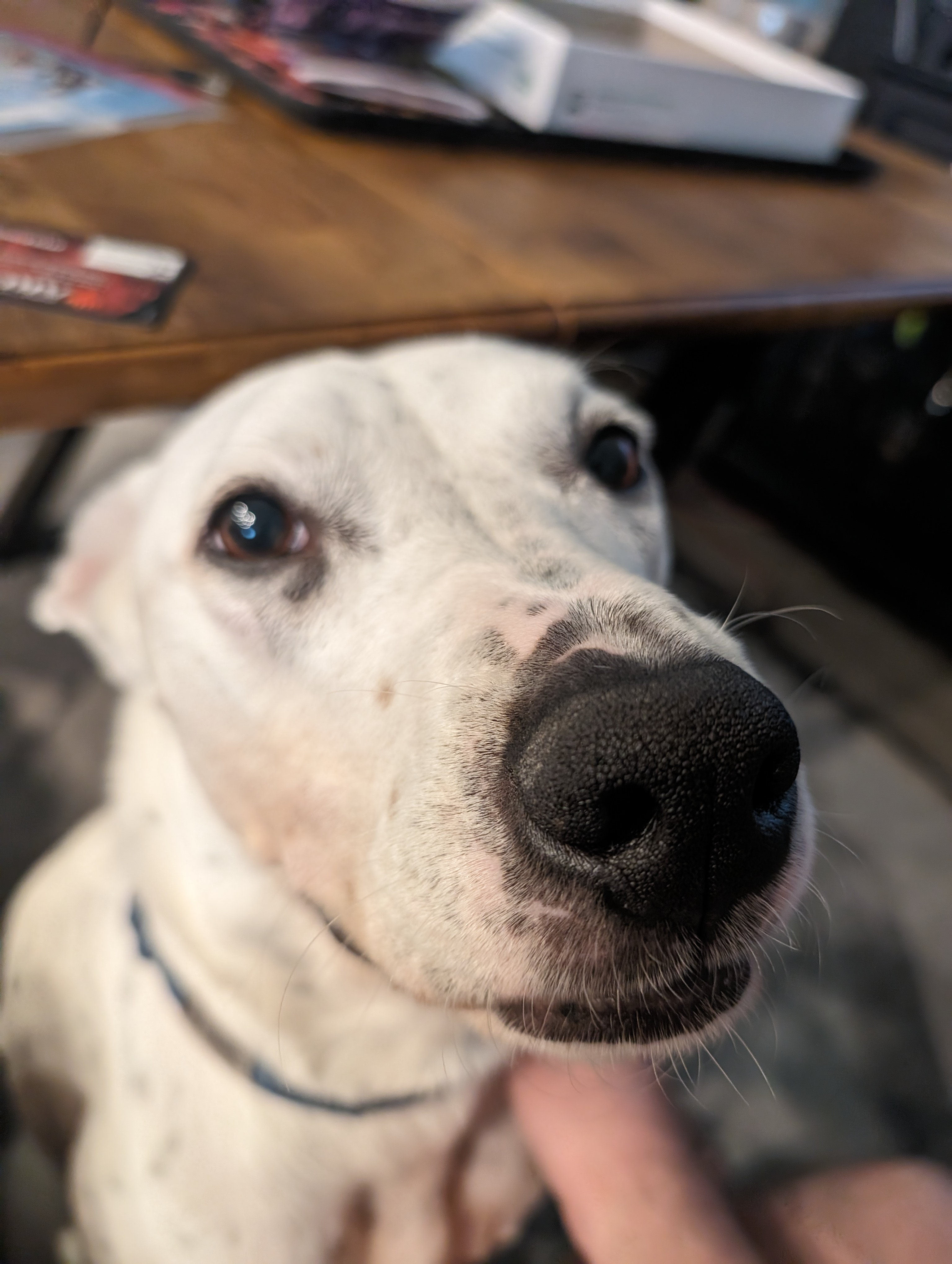 user avatar image for Elephant