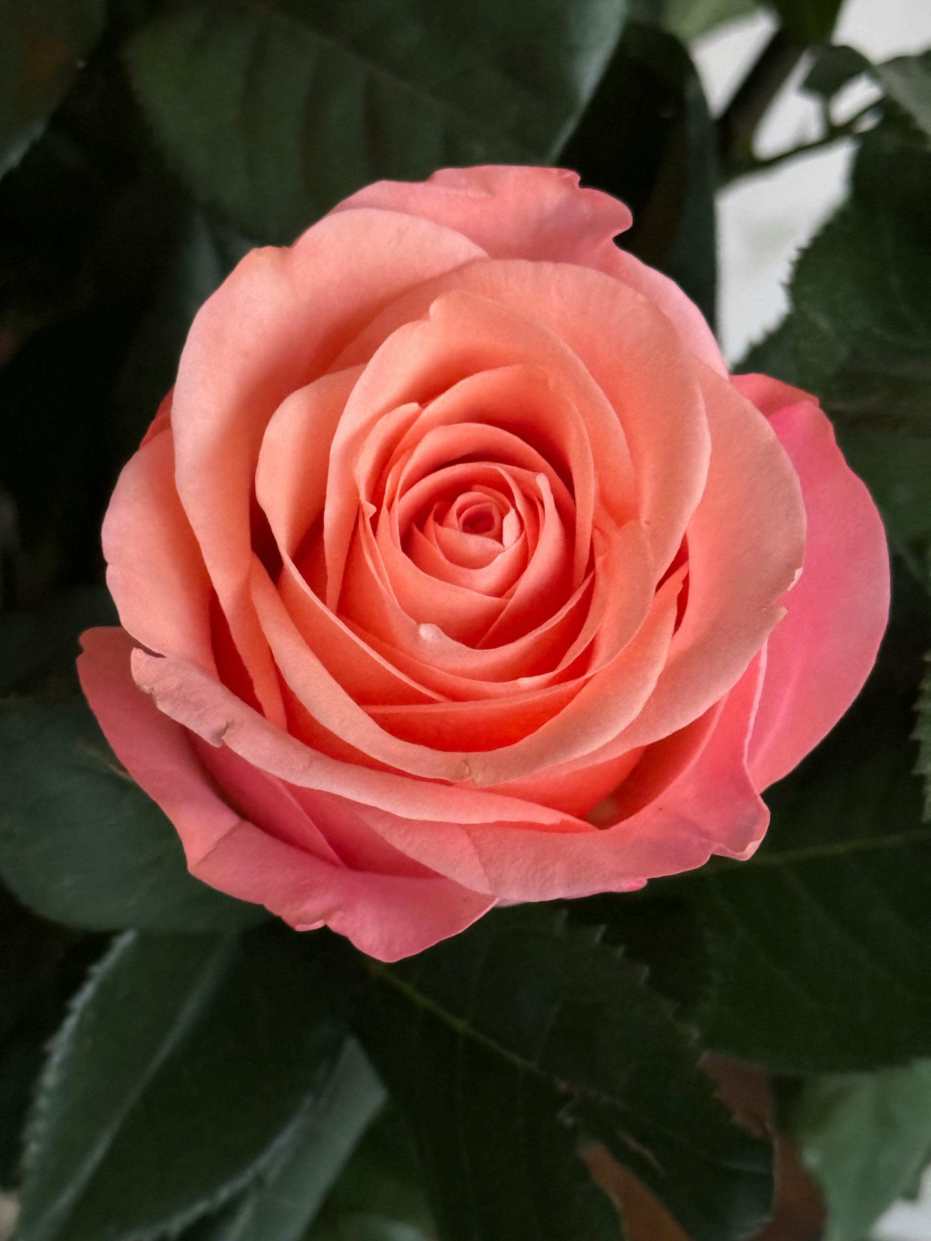 user avatar image for Sonja Schrauwen