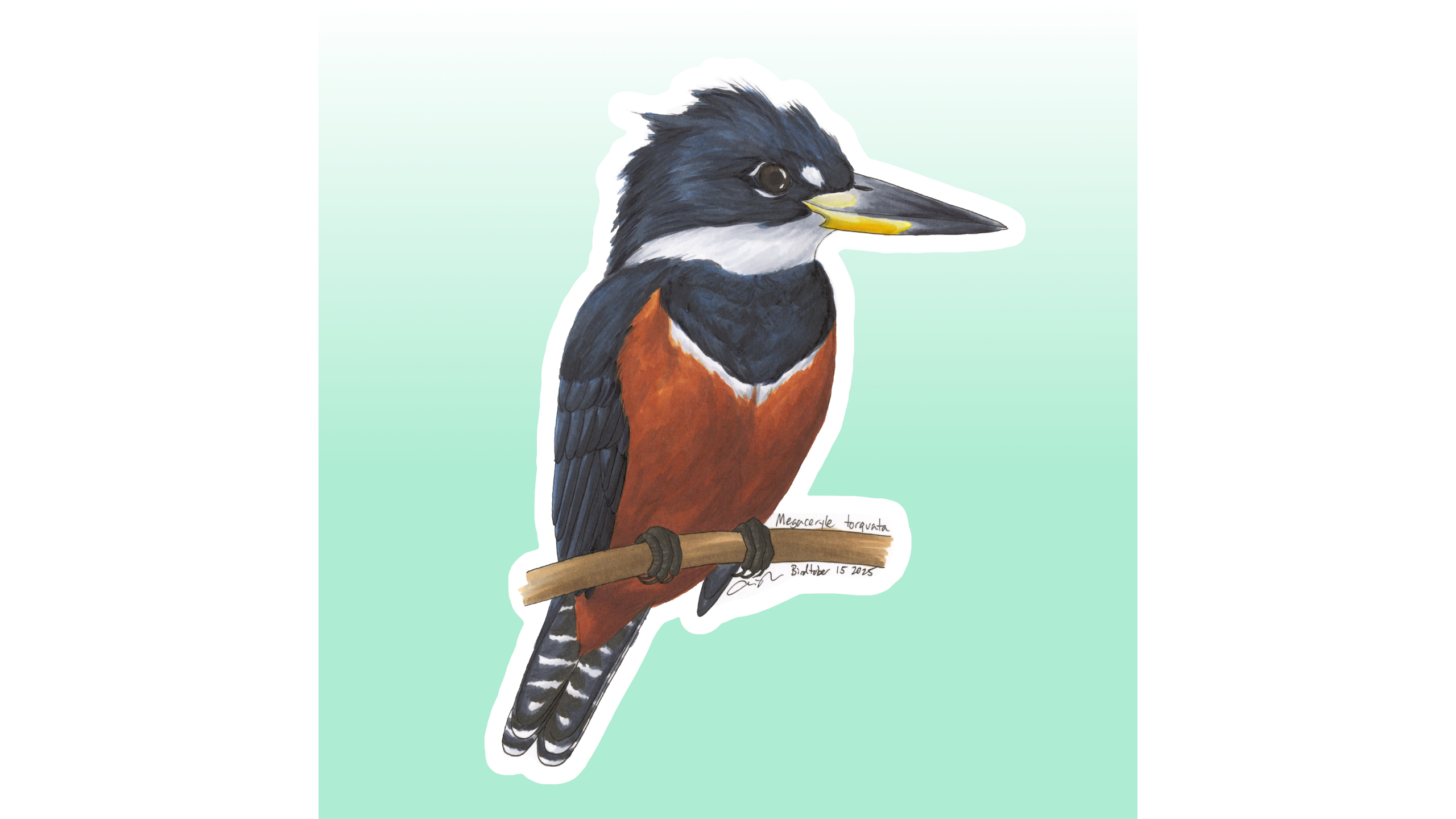 Ringed Kingfisher Sticker Design