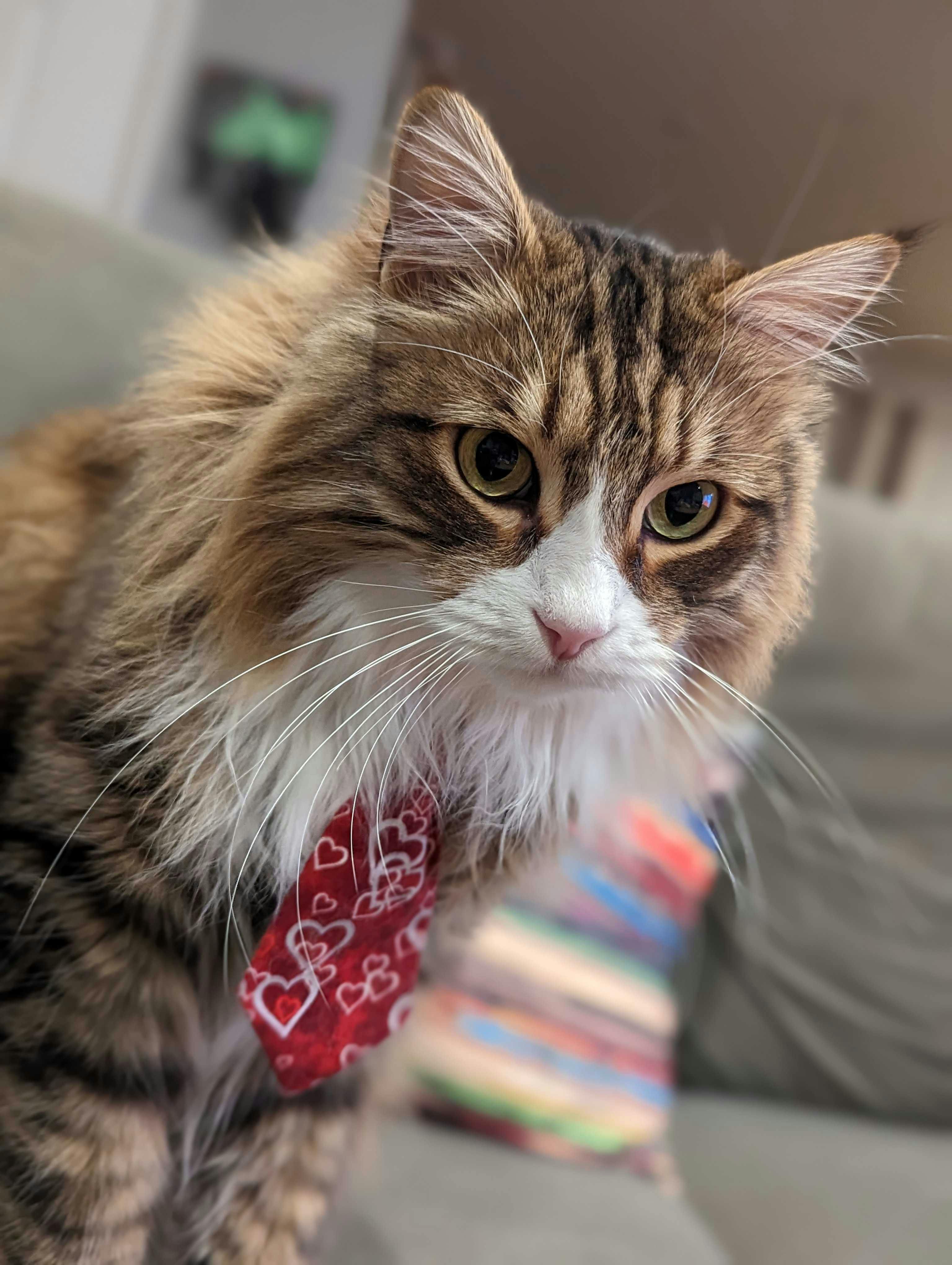 user avatar image for Sandro Cetic