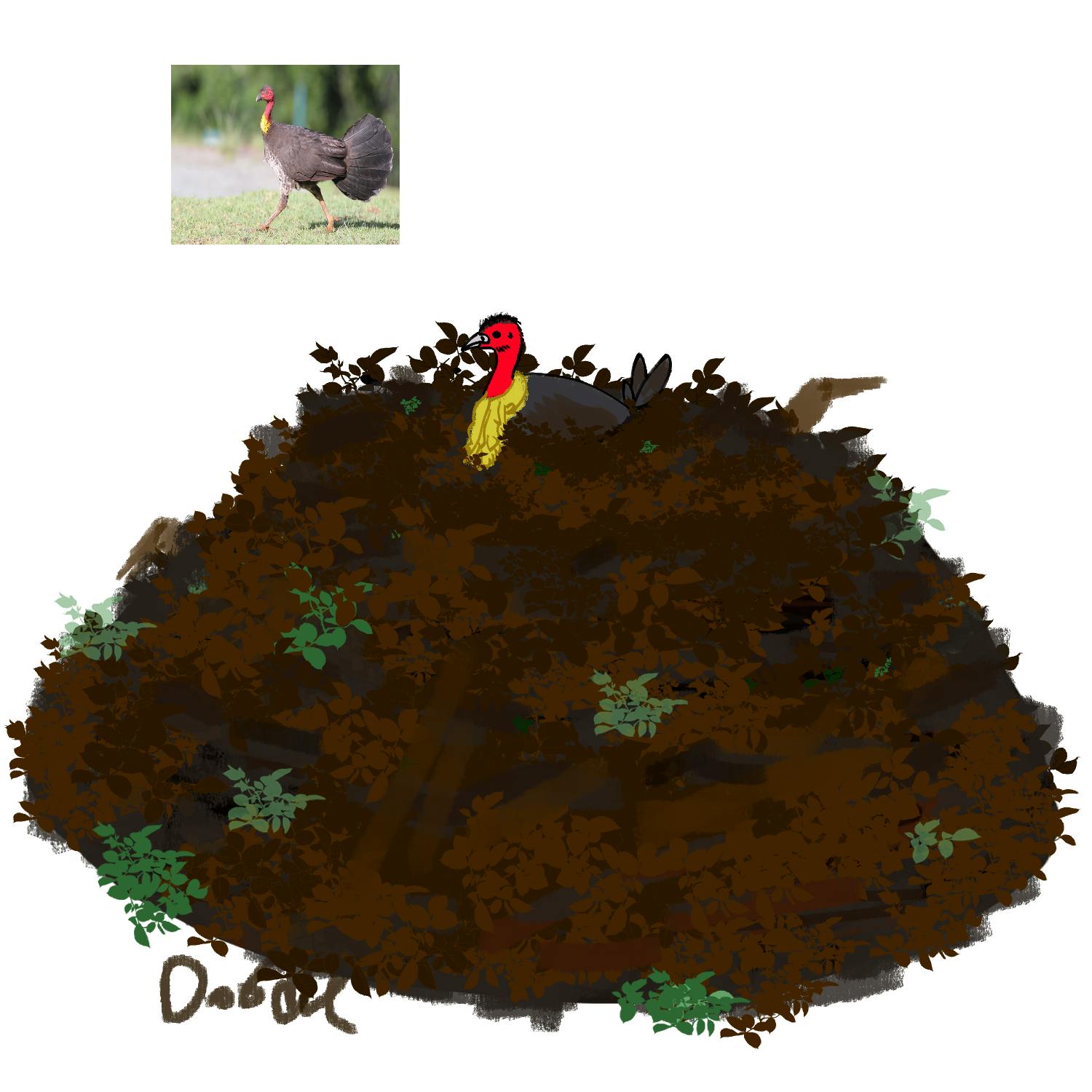 King of the Brush Turkey Mound