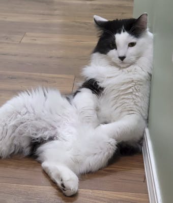 Support our own Fey Friends - Upvote Sully!