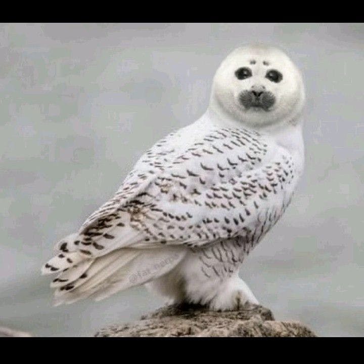 user avatar image for Helix