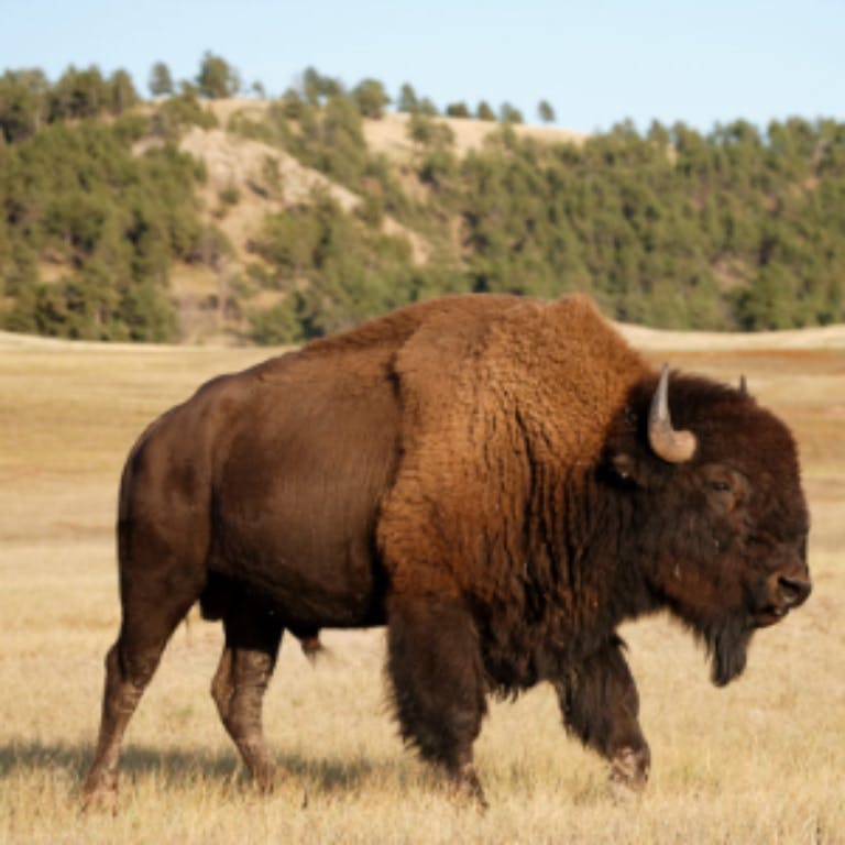 American Bison