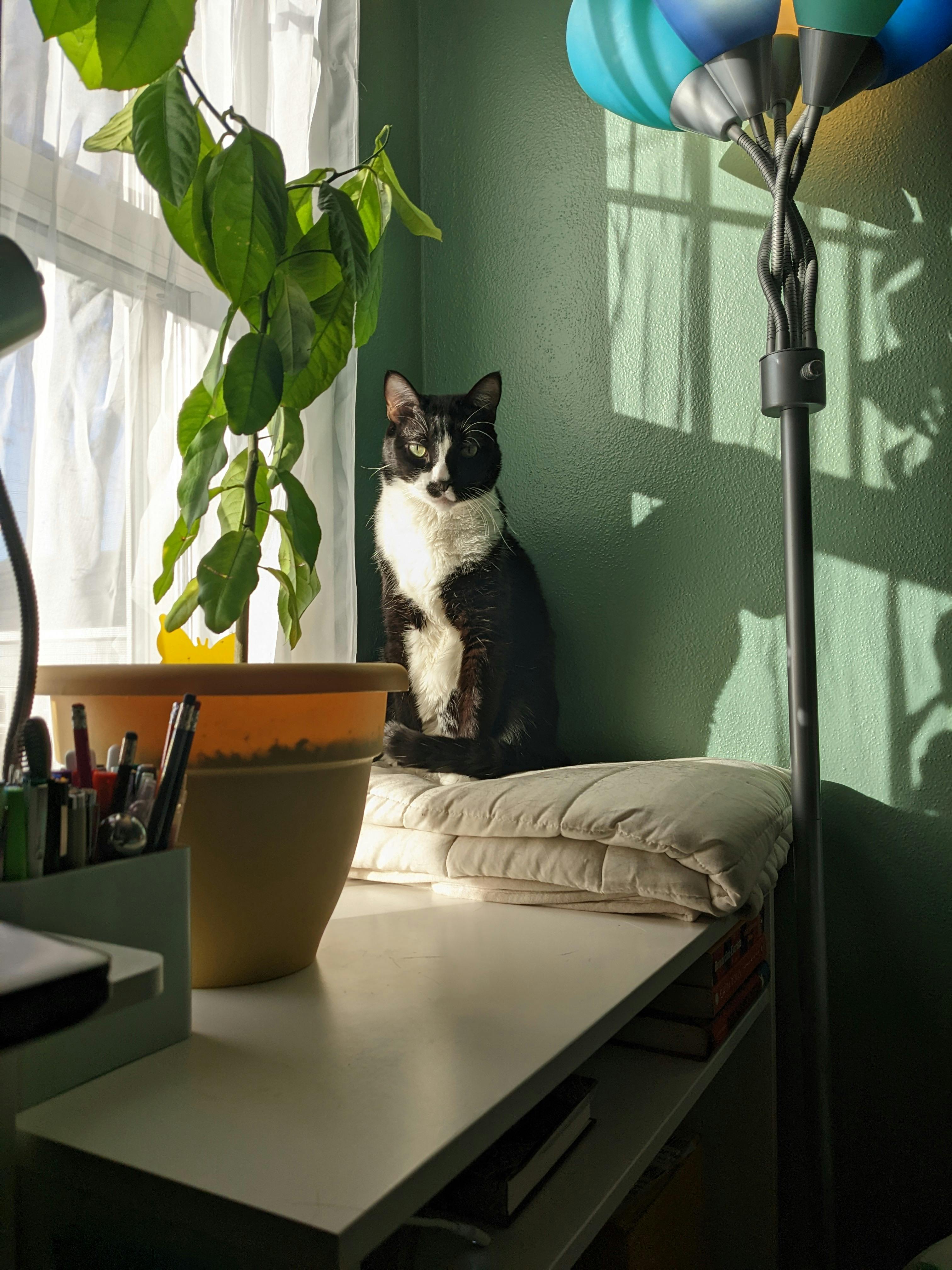 user avatar image for Jynai