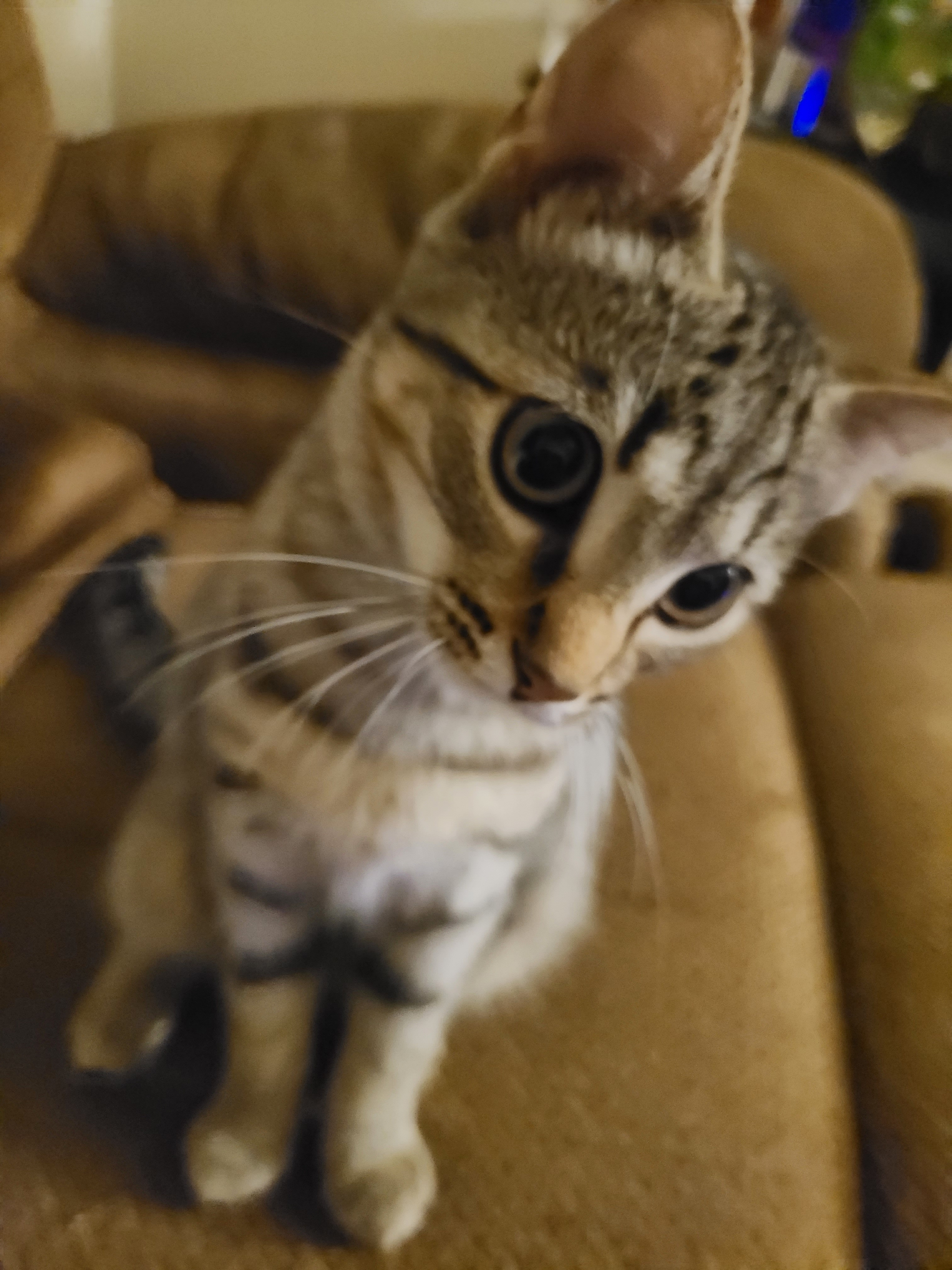 user avatar image for BoomieAD