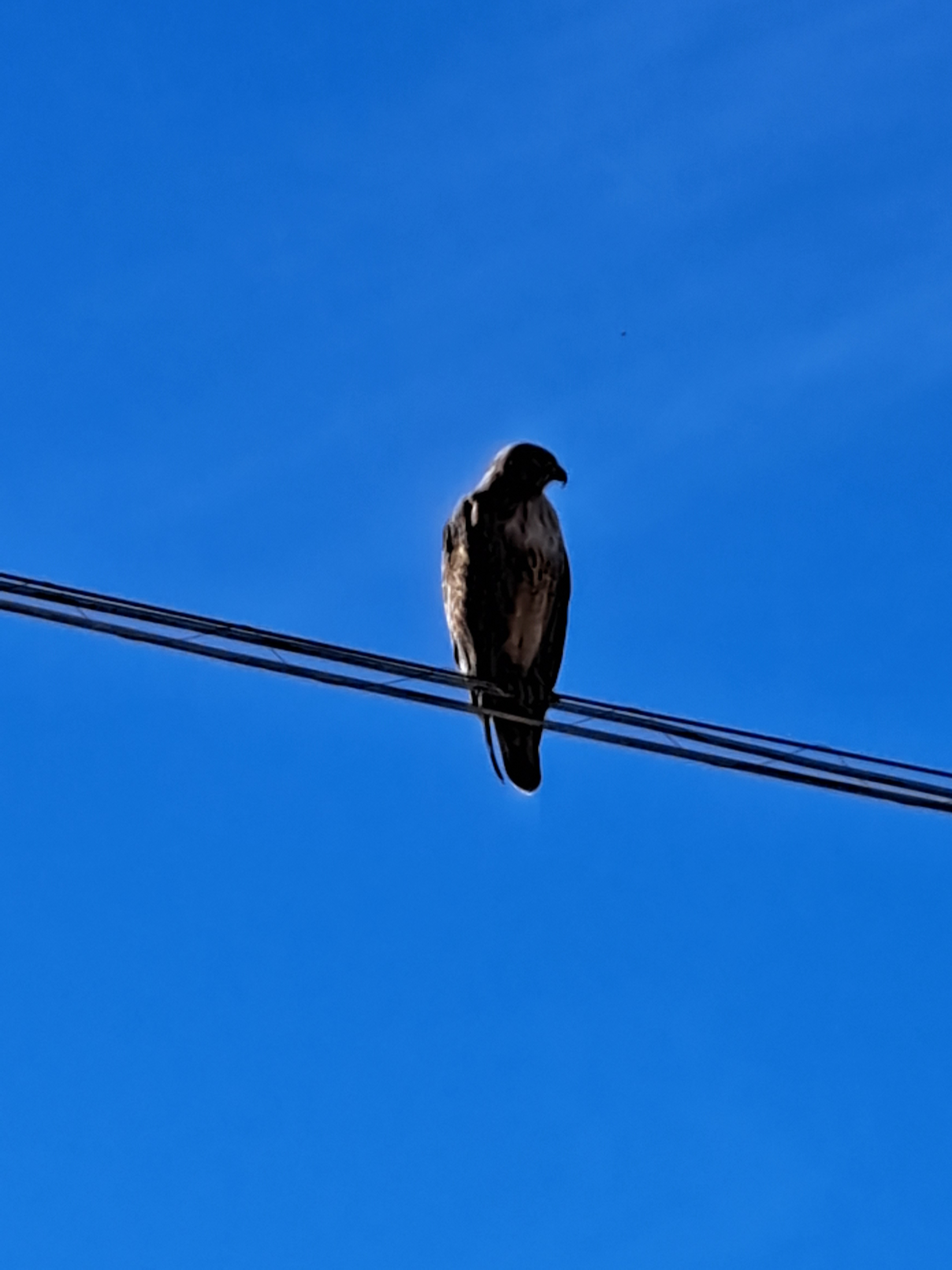 user avatar image for Lune_Shadow_216