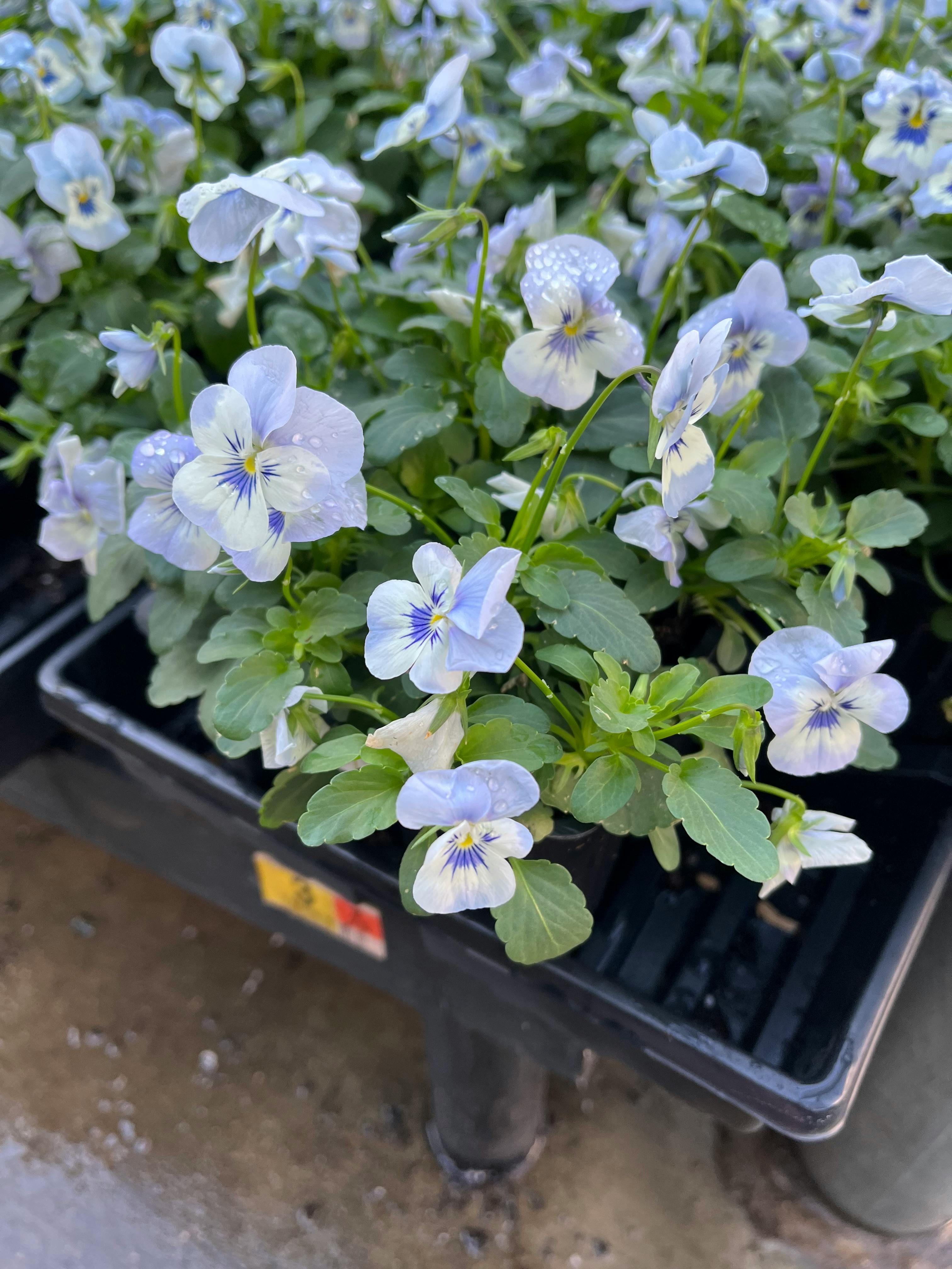 user avatar image for vam.pyre