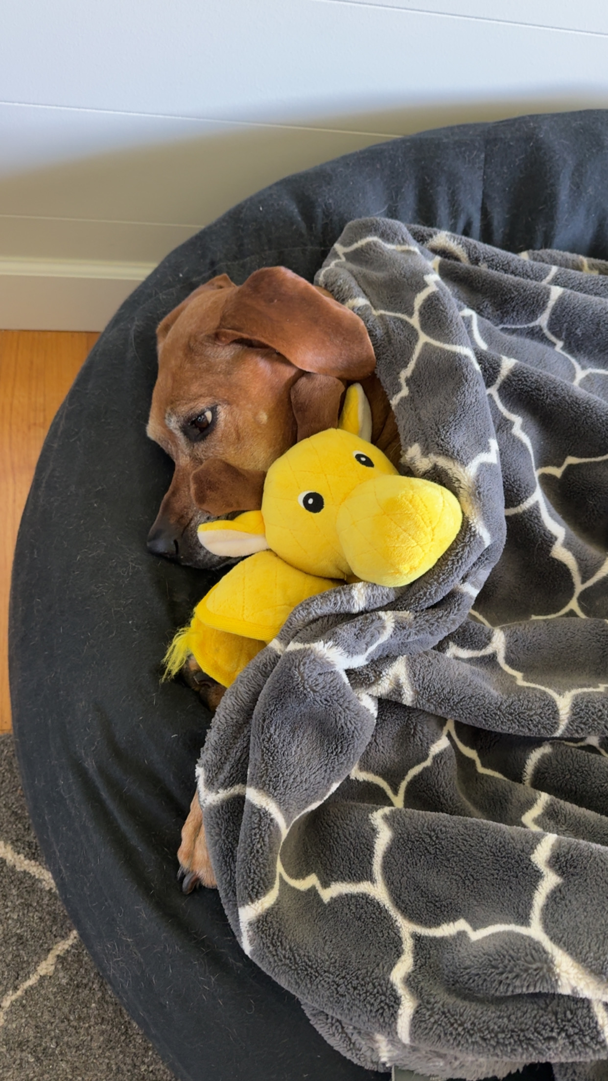 user avatar image for Scot Greig