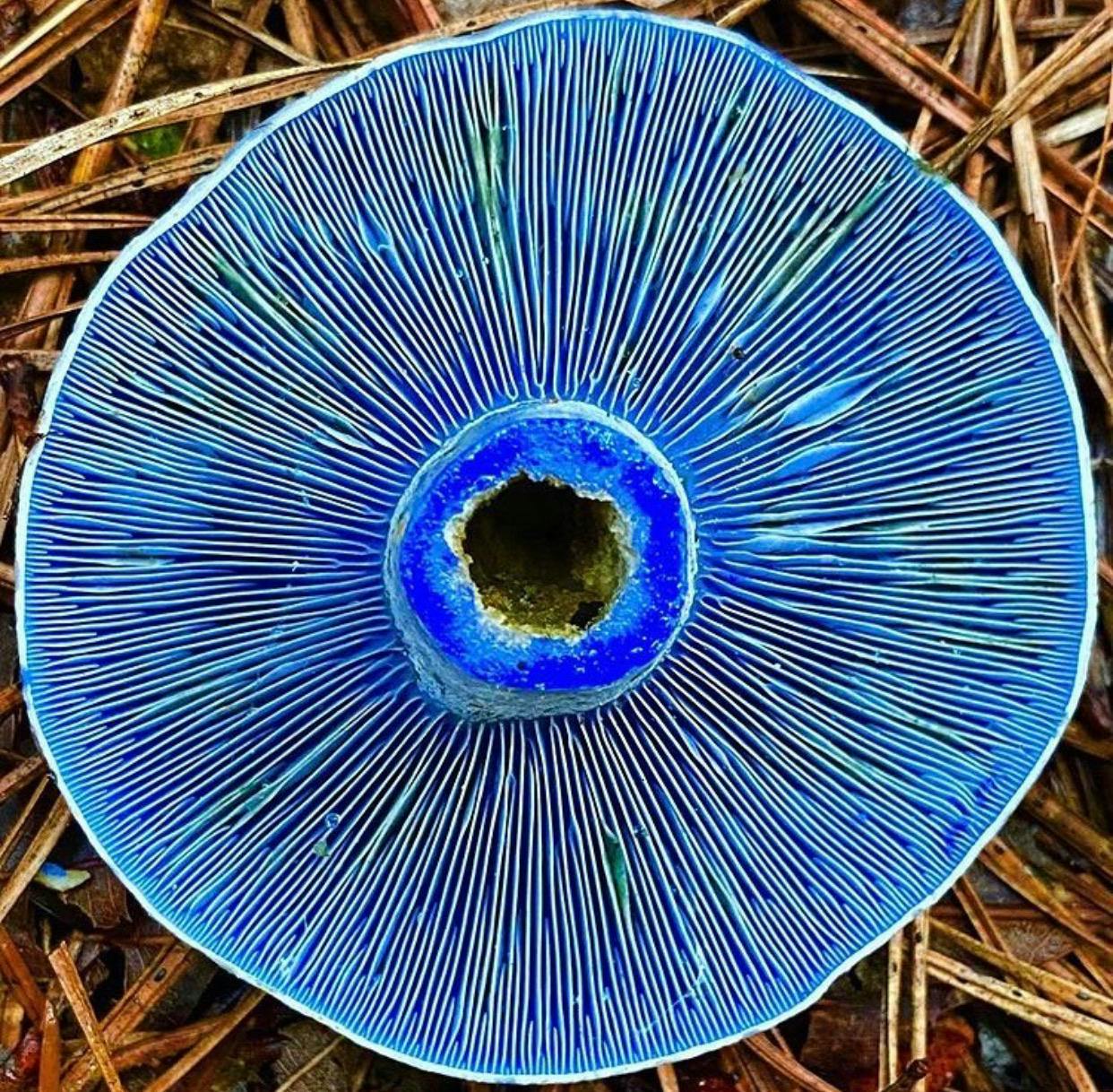 Indigo Milk Cap