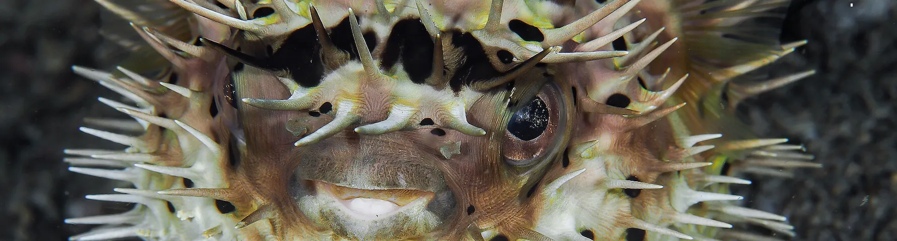 user avatar image for Chu