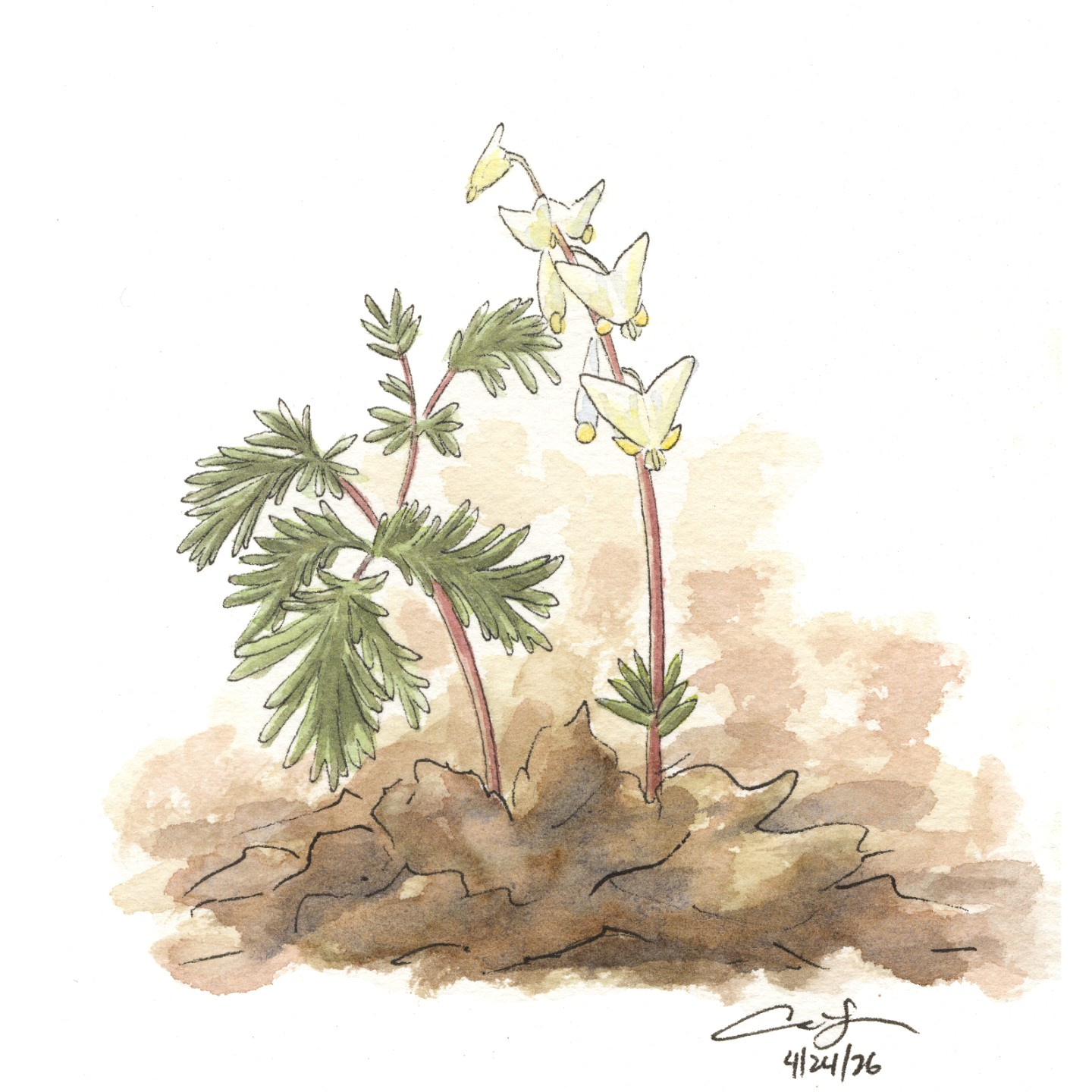 Dutchman's Breeches