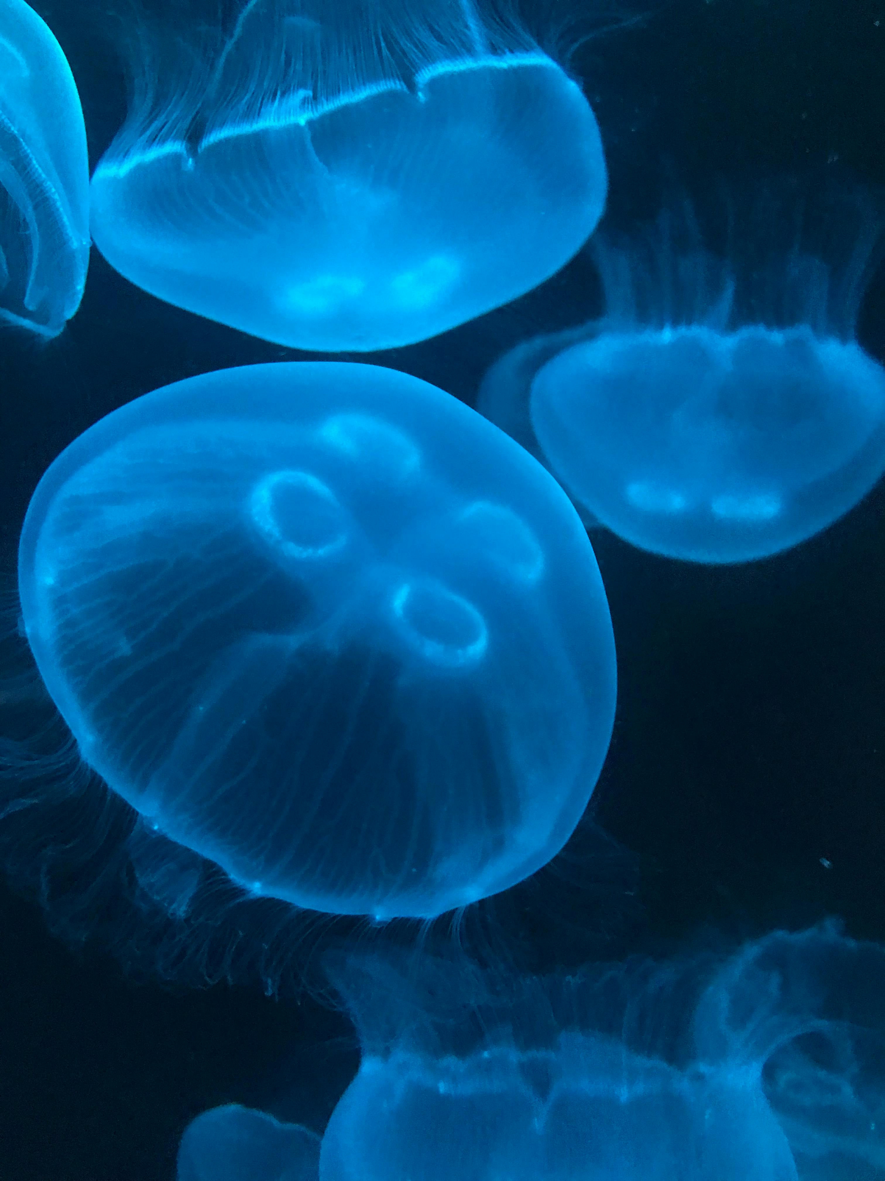 Moon Jellyfish (Holo Blue + Glow in the dark)