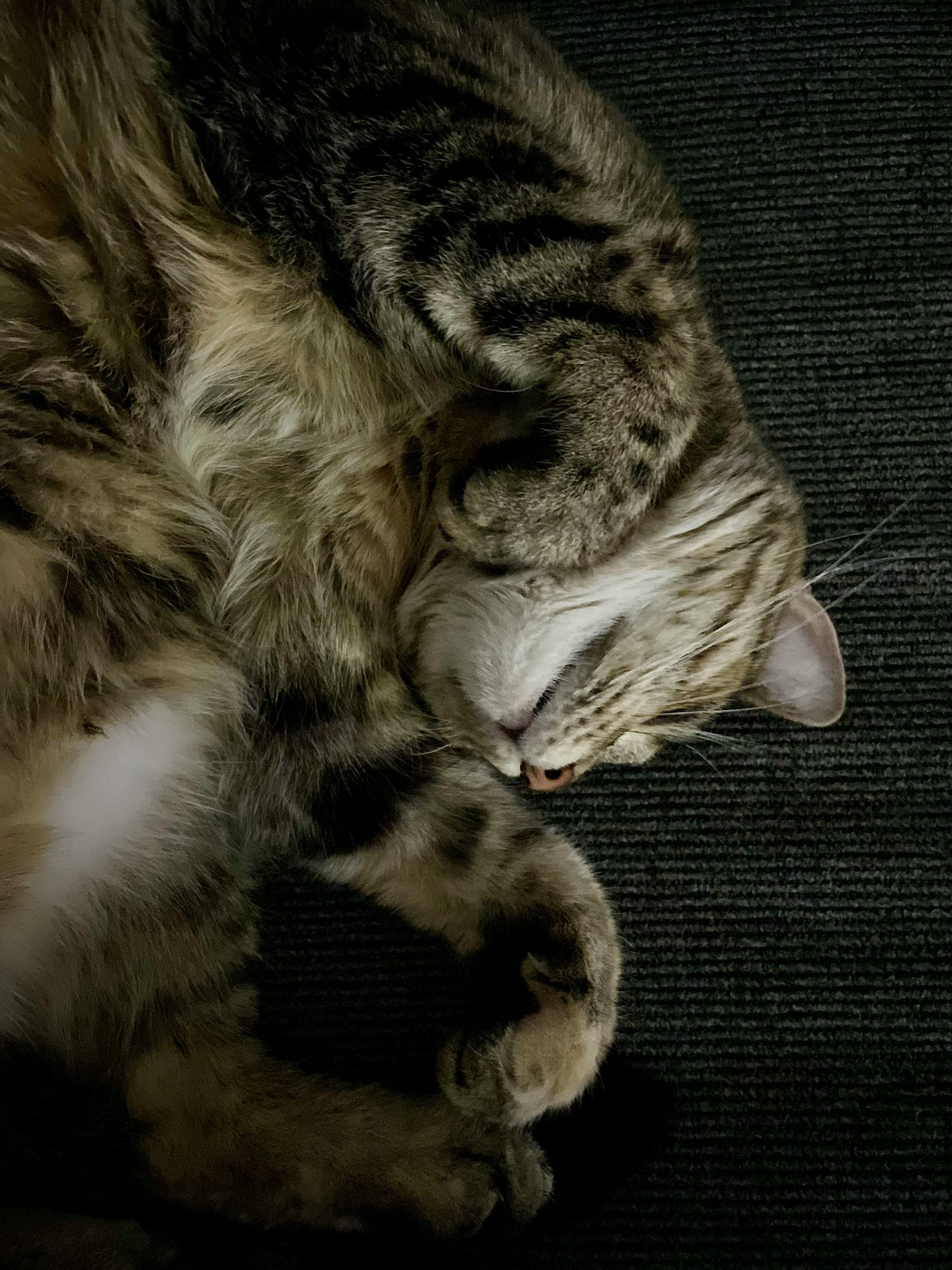 user avatar image for cyclometricus