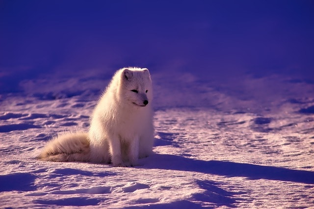 user avatar image for Silvy