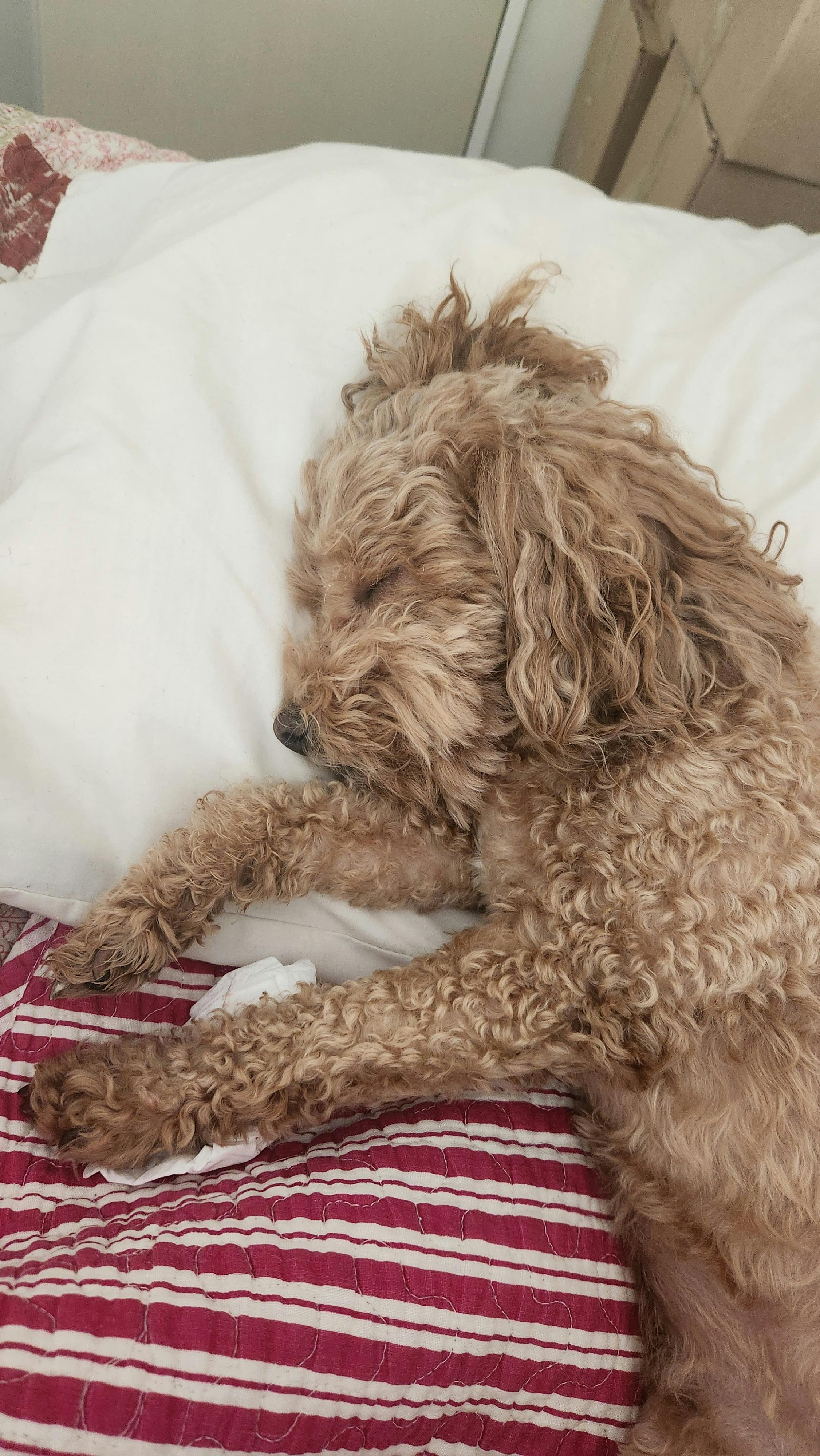 user avatar image for An D.