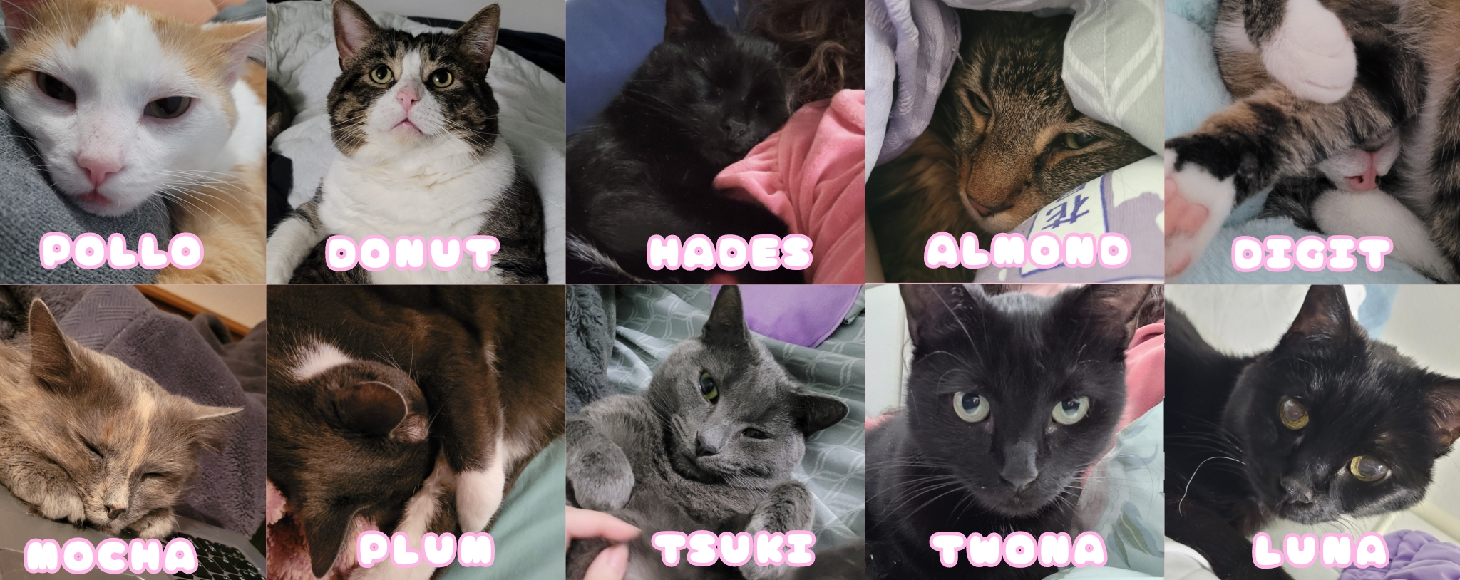 Tips and Treats for Kitty Gremlins
