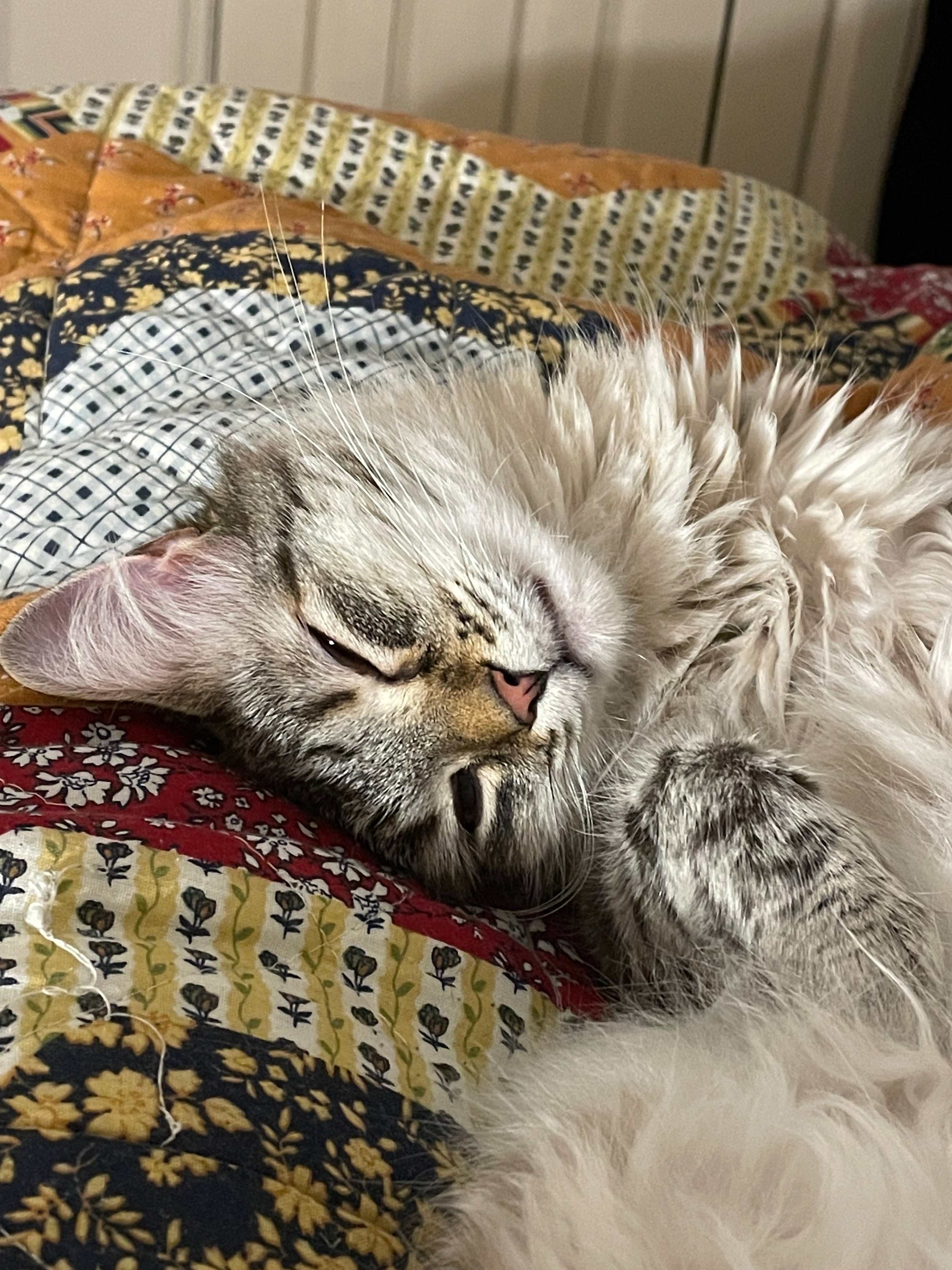 user avatar image for SleepyFeline
