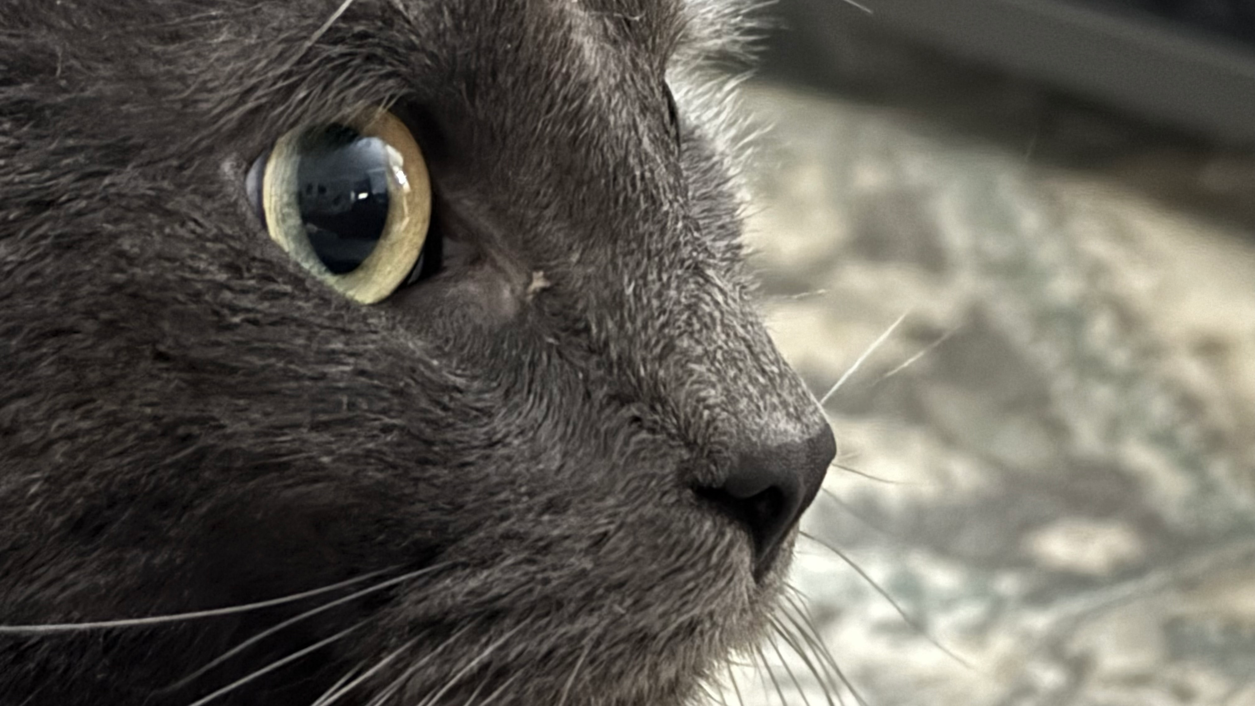 user avatar image for Calvin Hill