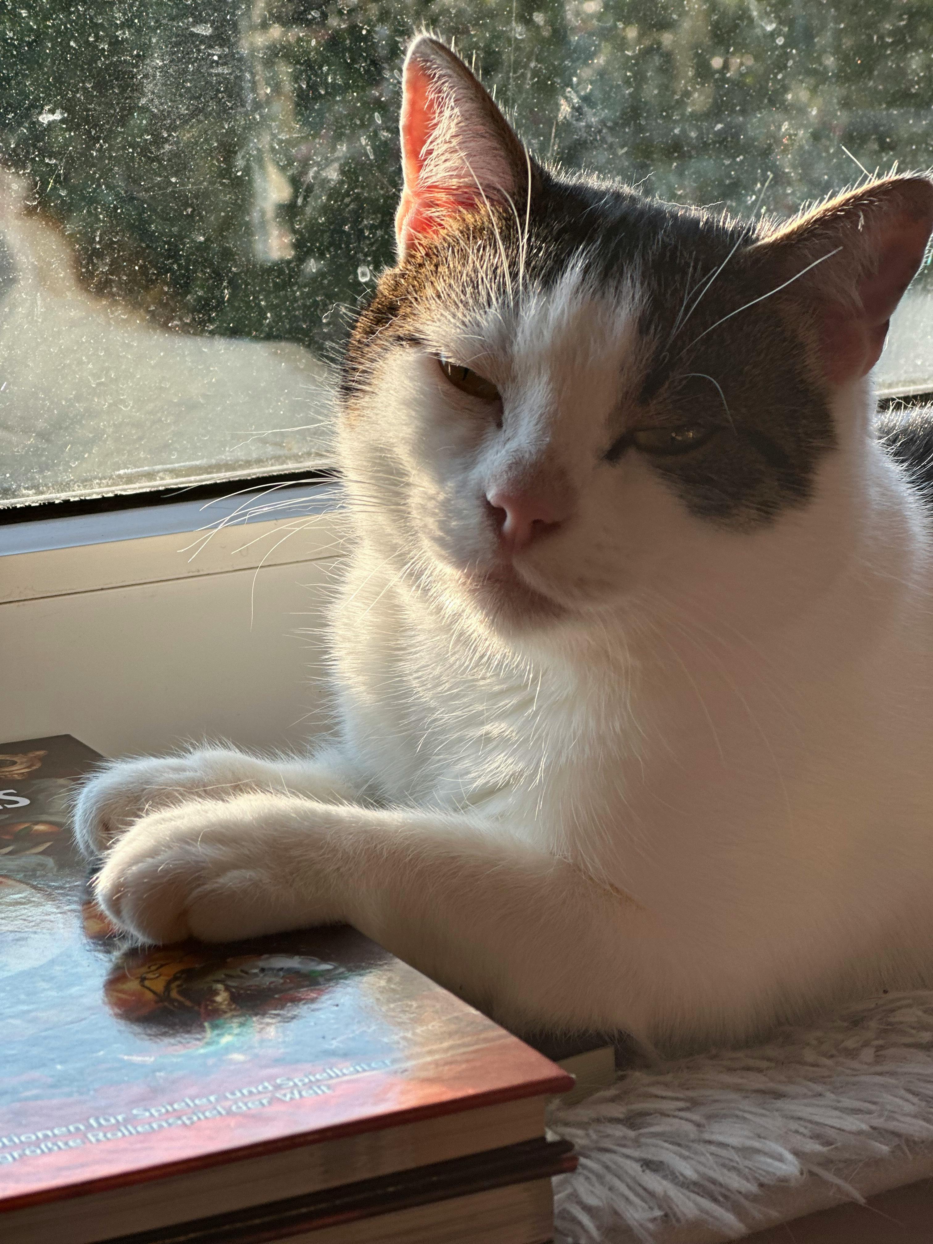 user avatar image for Zonicas