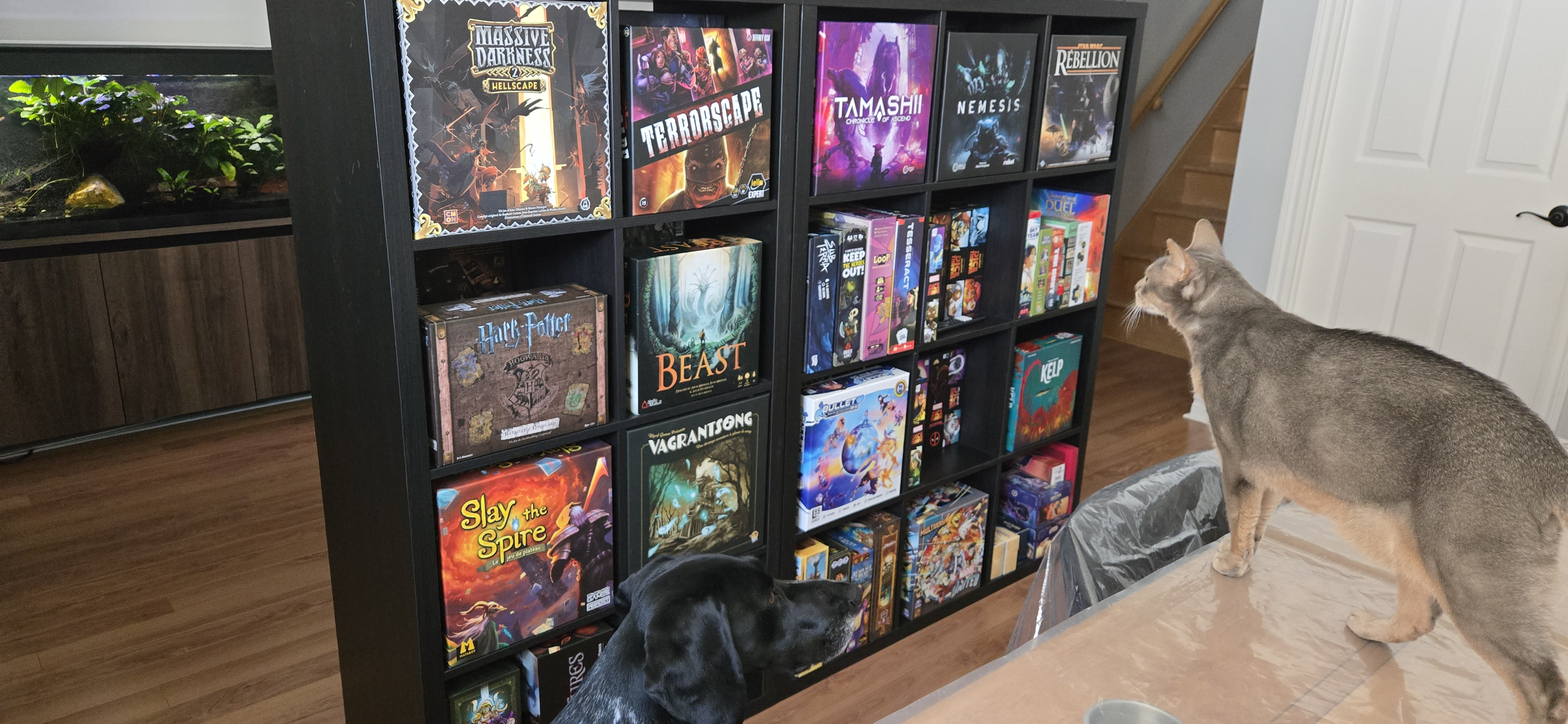 user avatar image for Stef