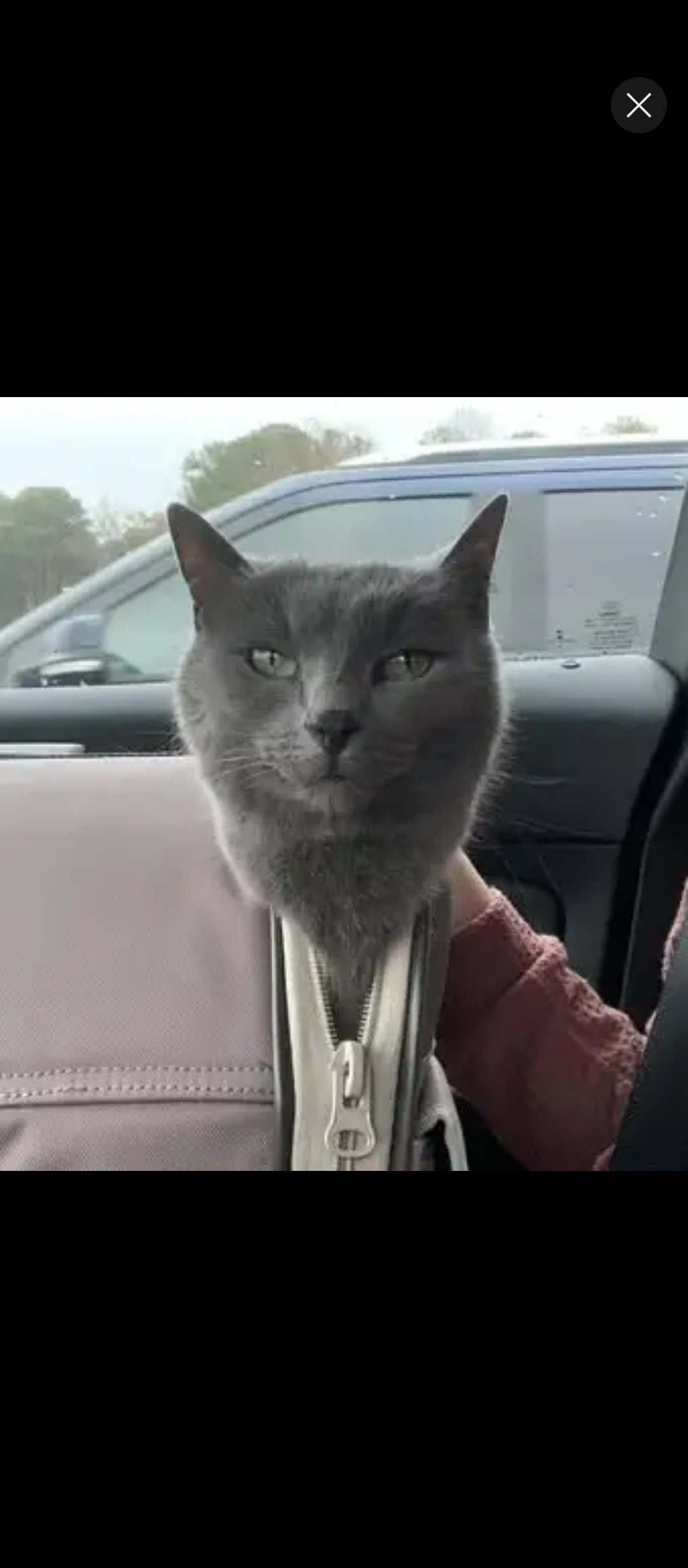 user avatar image for Sass Cat