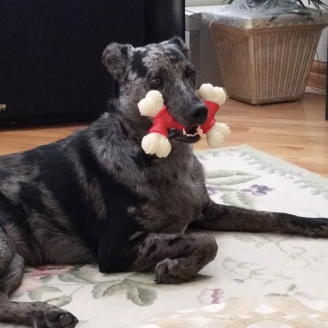 user avatar image for Alkaycat