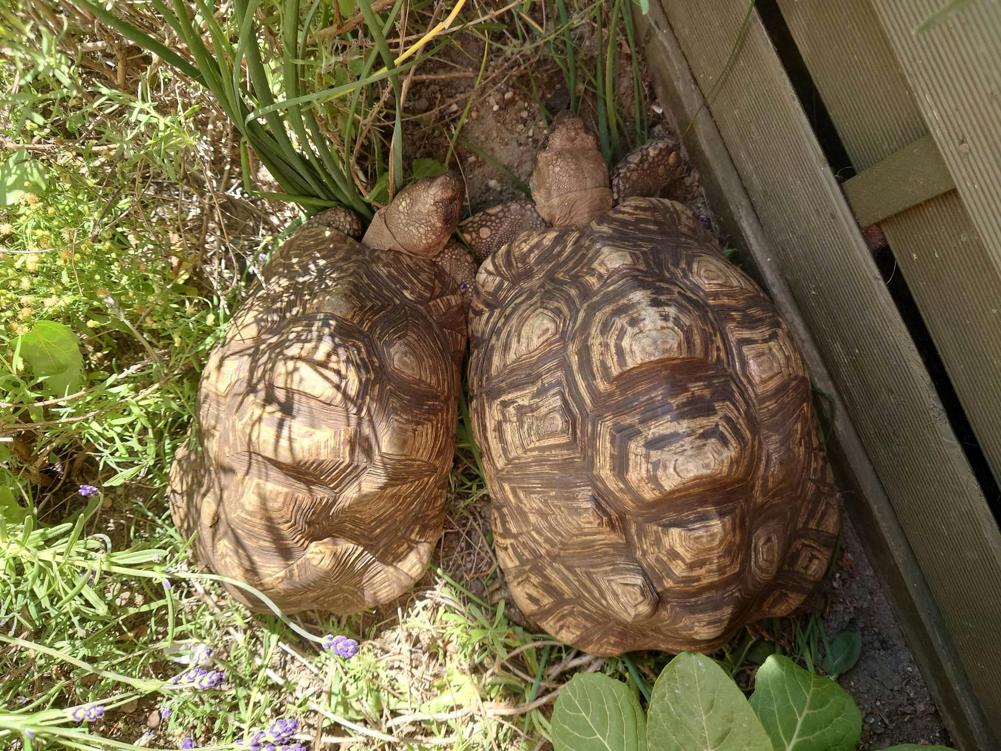 user avatar image for Fie