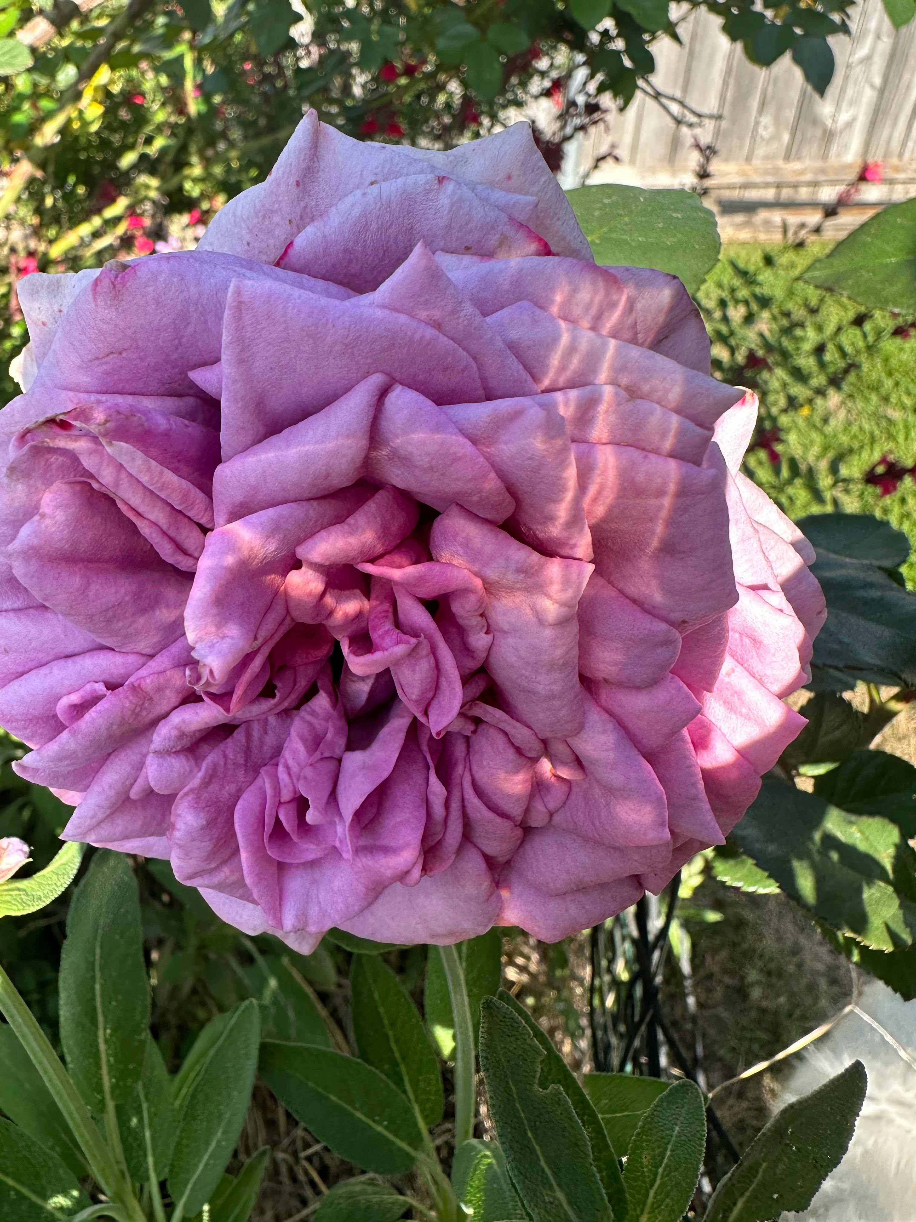 user avatar image for Lezlee Ski