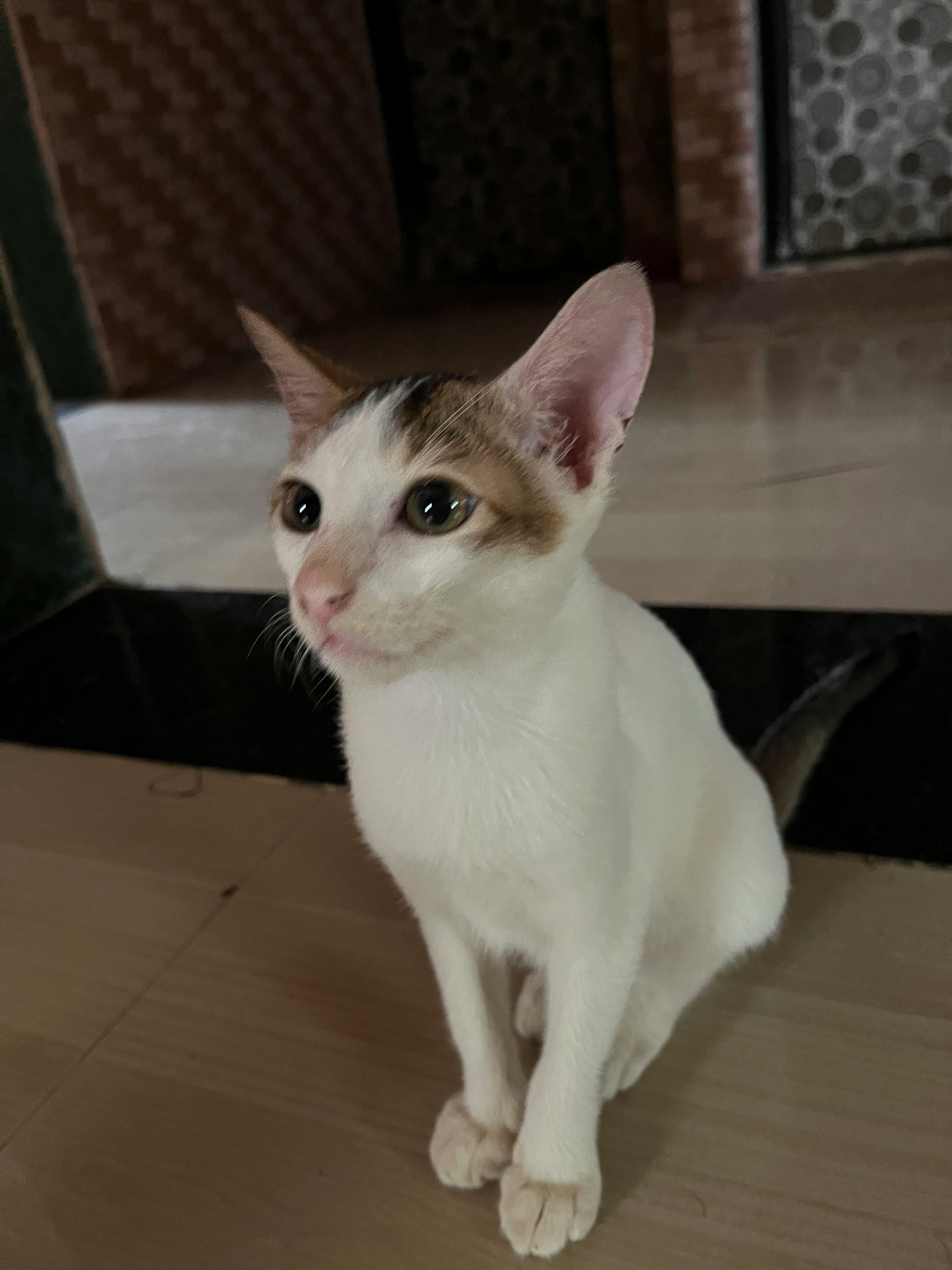 user avatar image for Aniket Patil