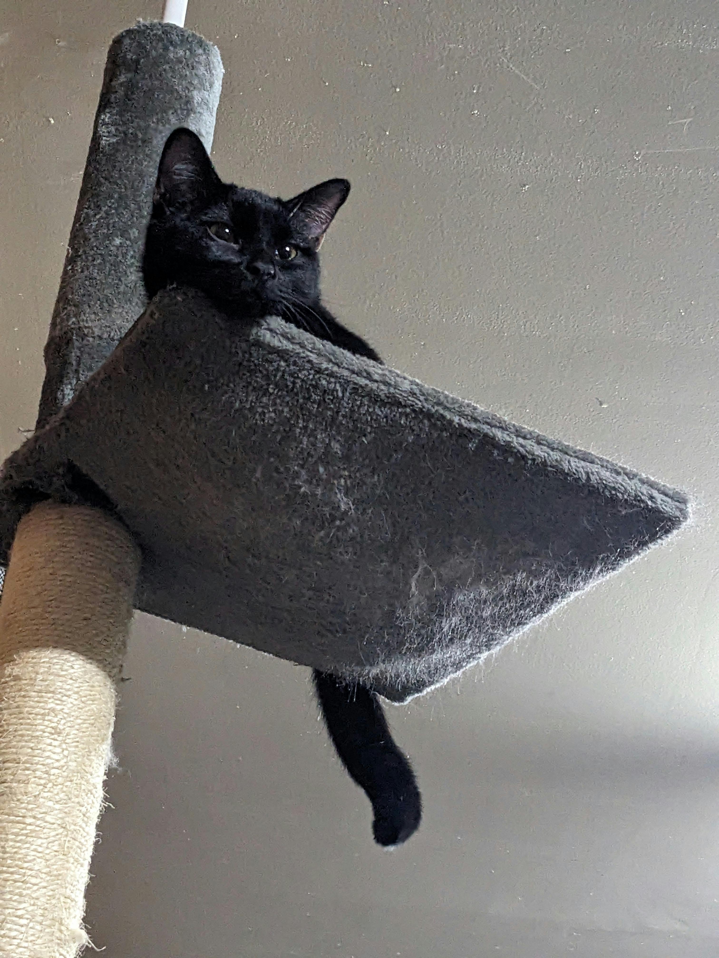 user avatar image for Mickaila