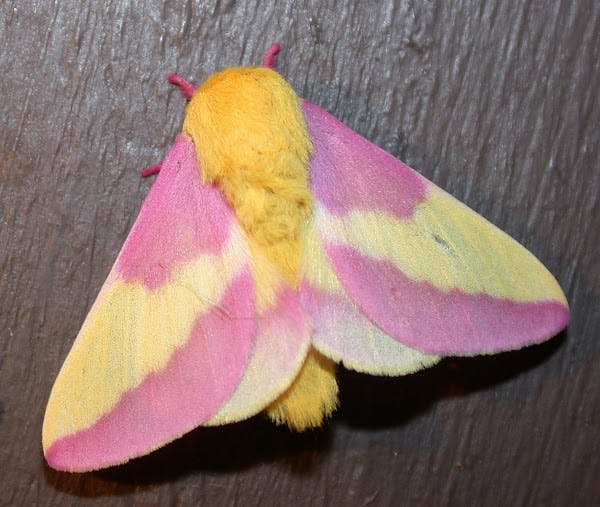 Rosy Maple Moth