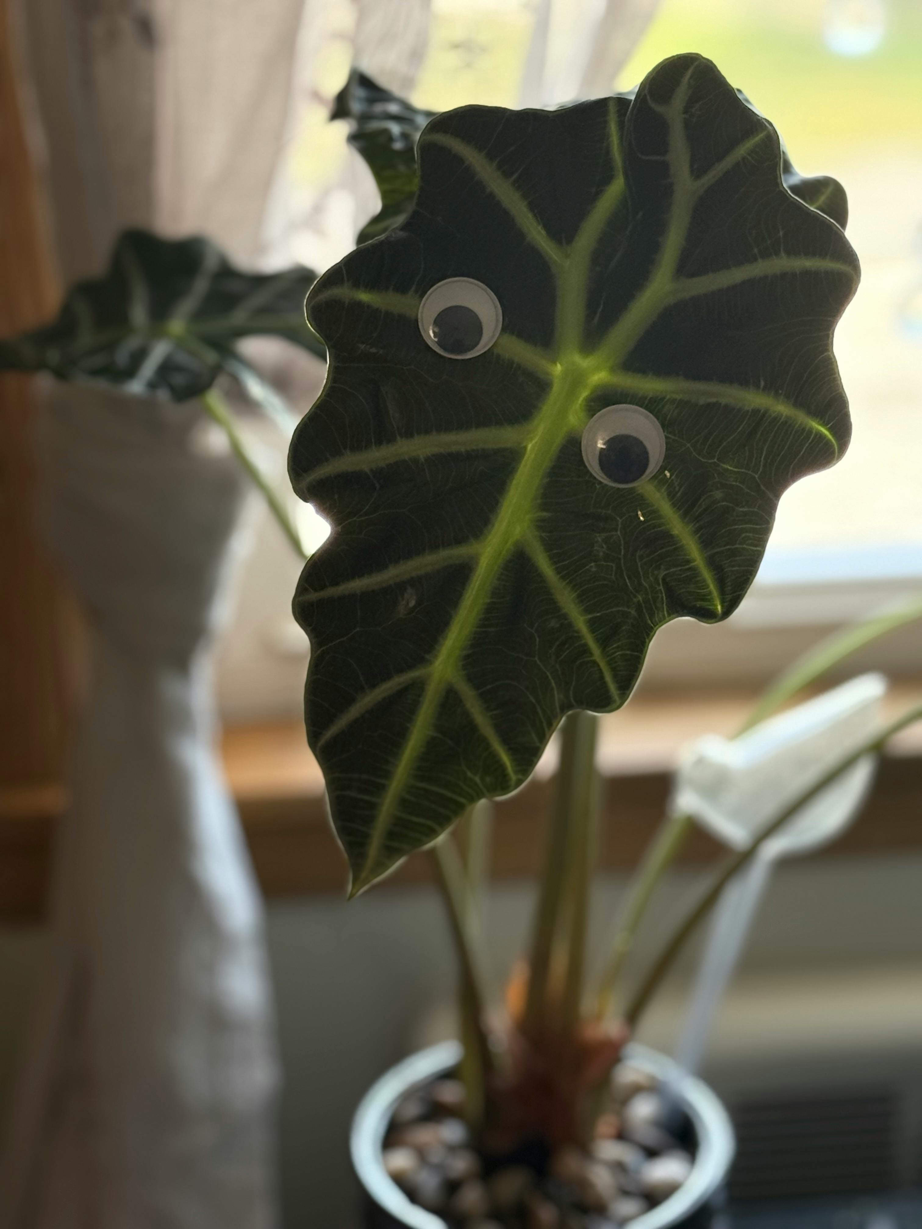 user avatar image for Betsy Beane Guilmette