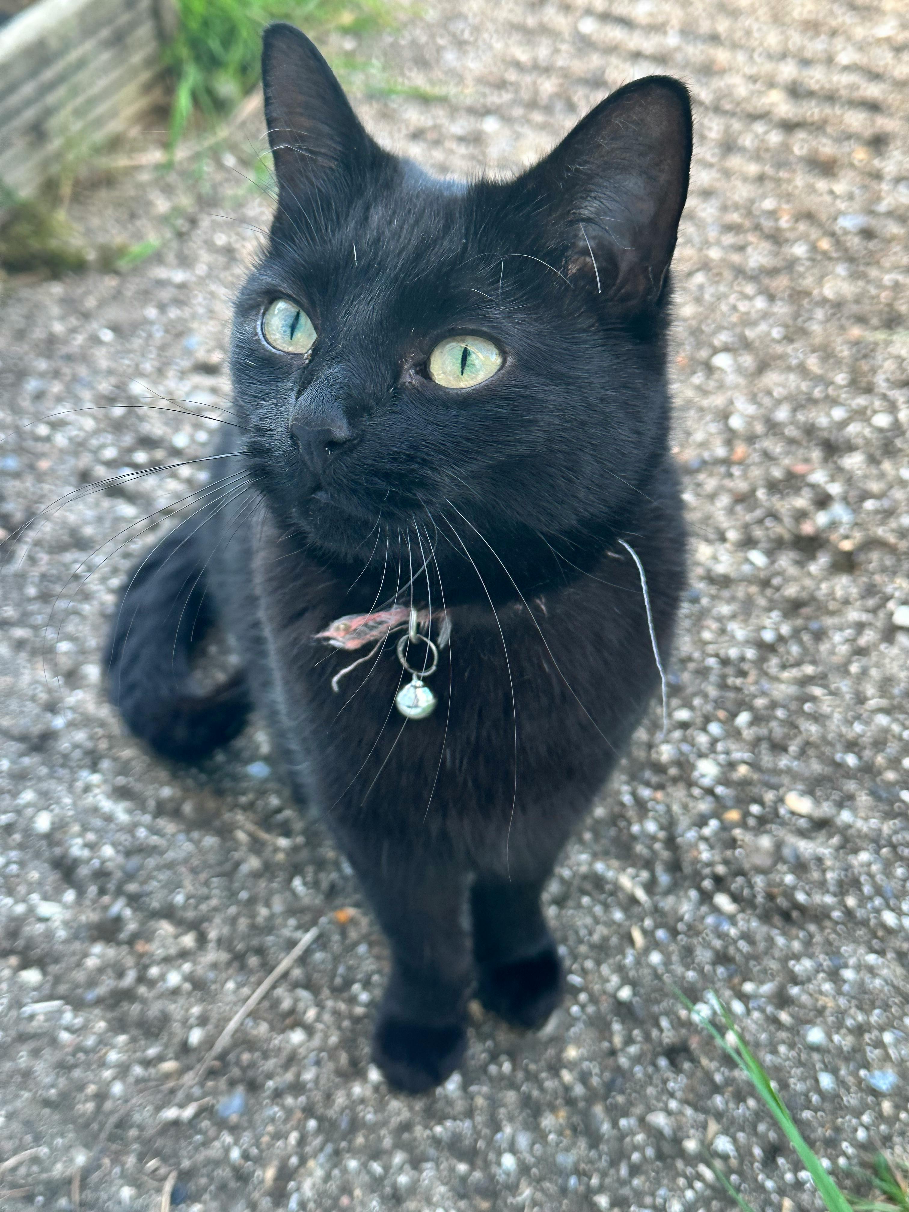 user avatar image for Nik