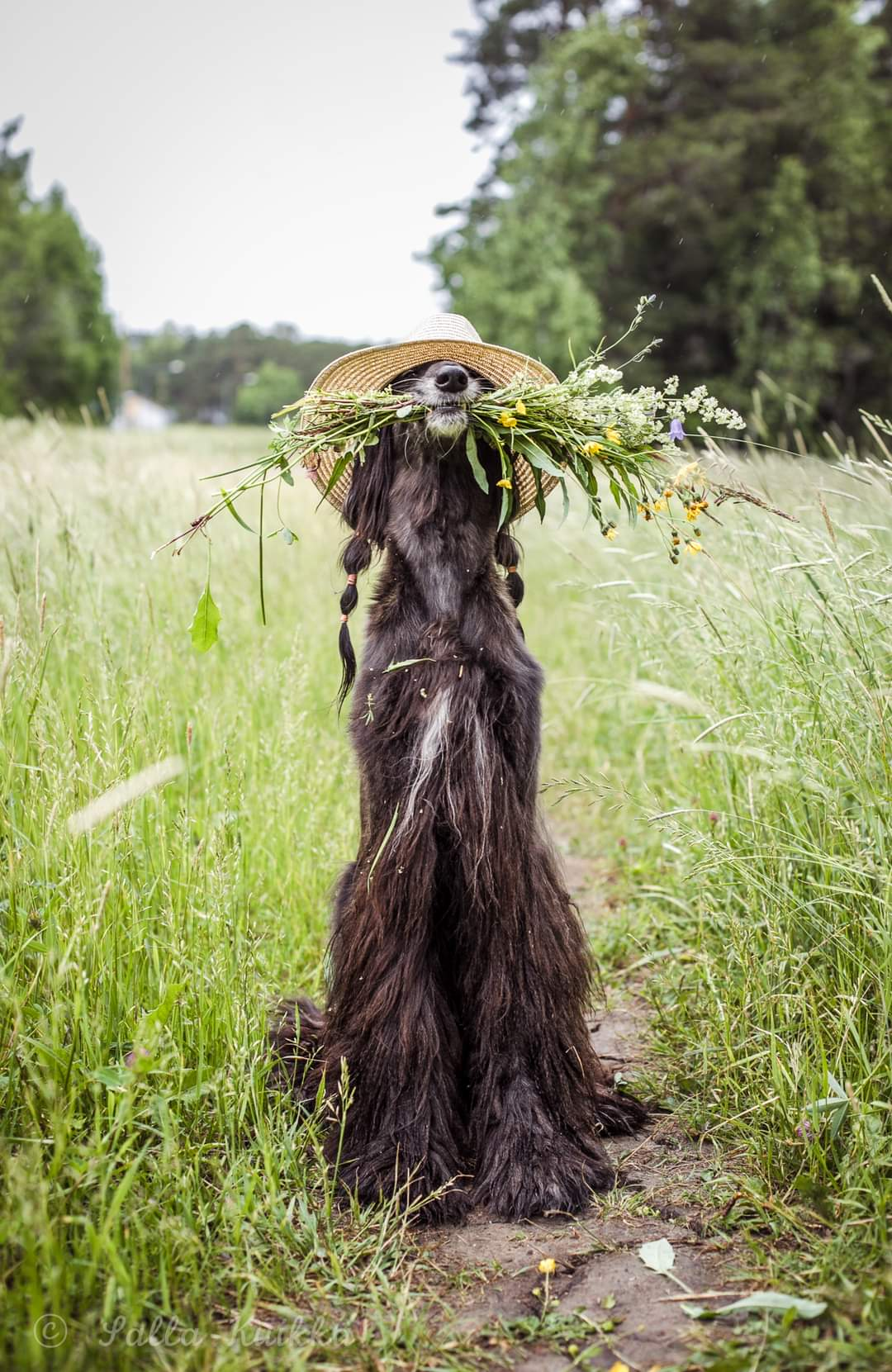 user avatar image for Solarina