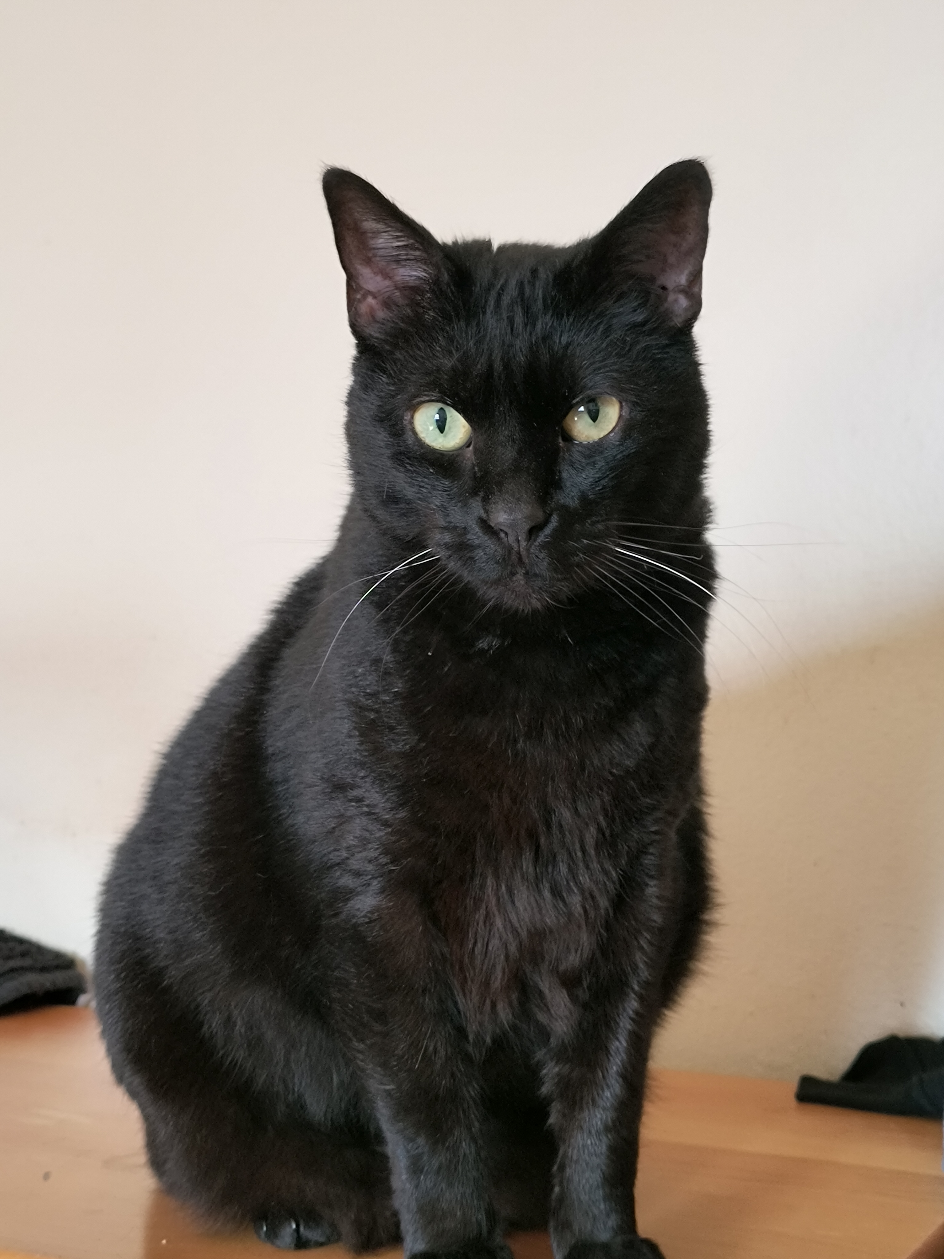user avatar image for The Cat Dad