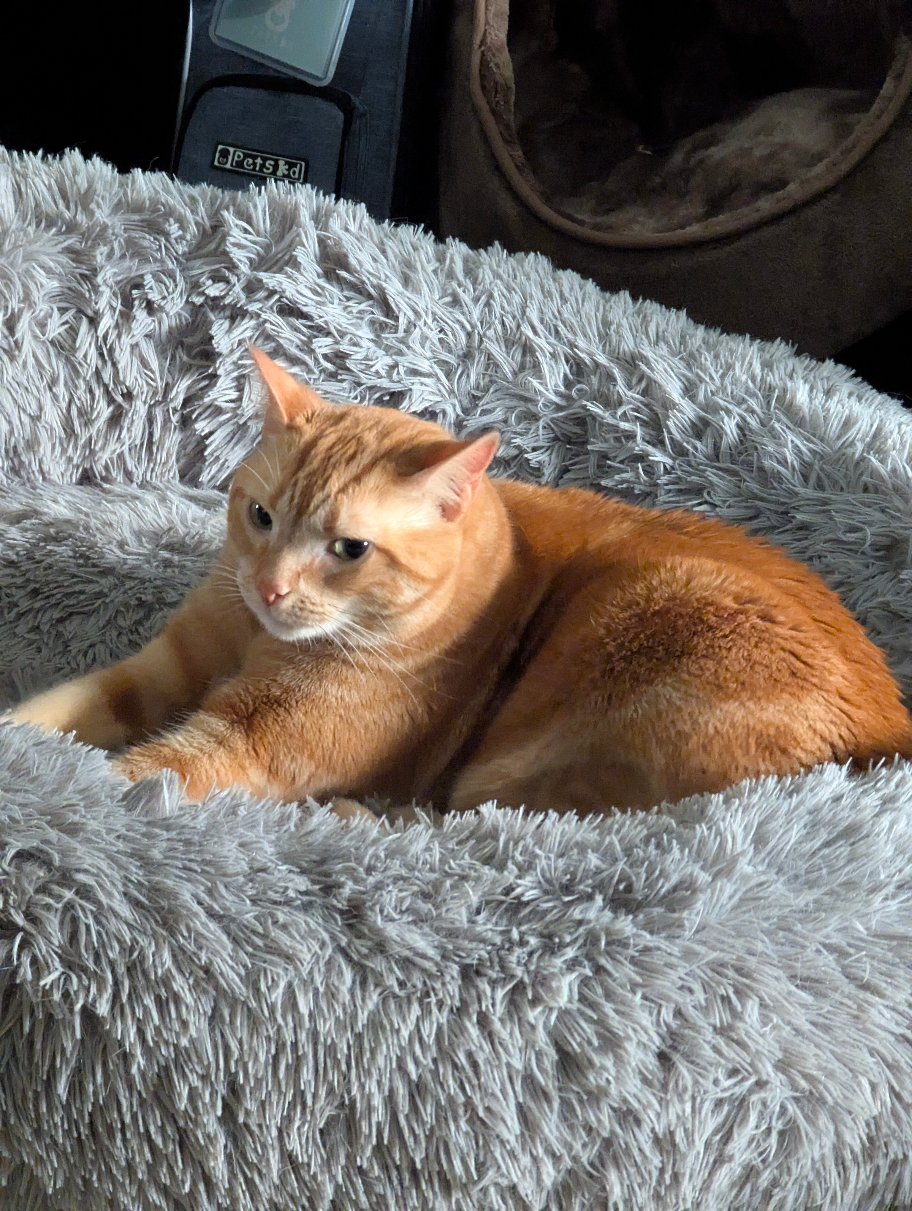 user avatar image for Xanaphi