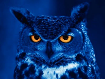 user avatar image for Cherri Owl