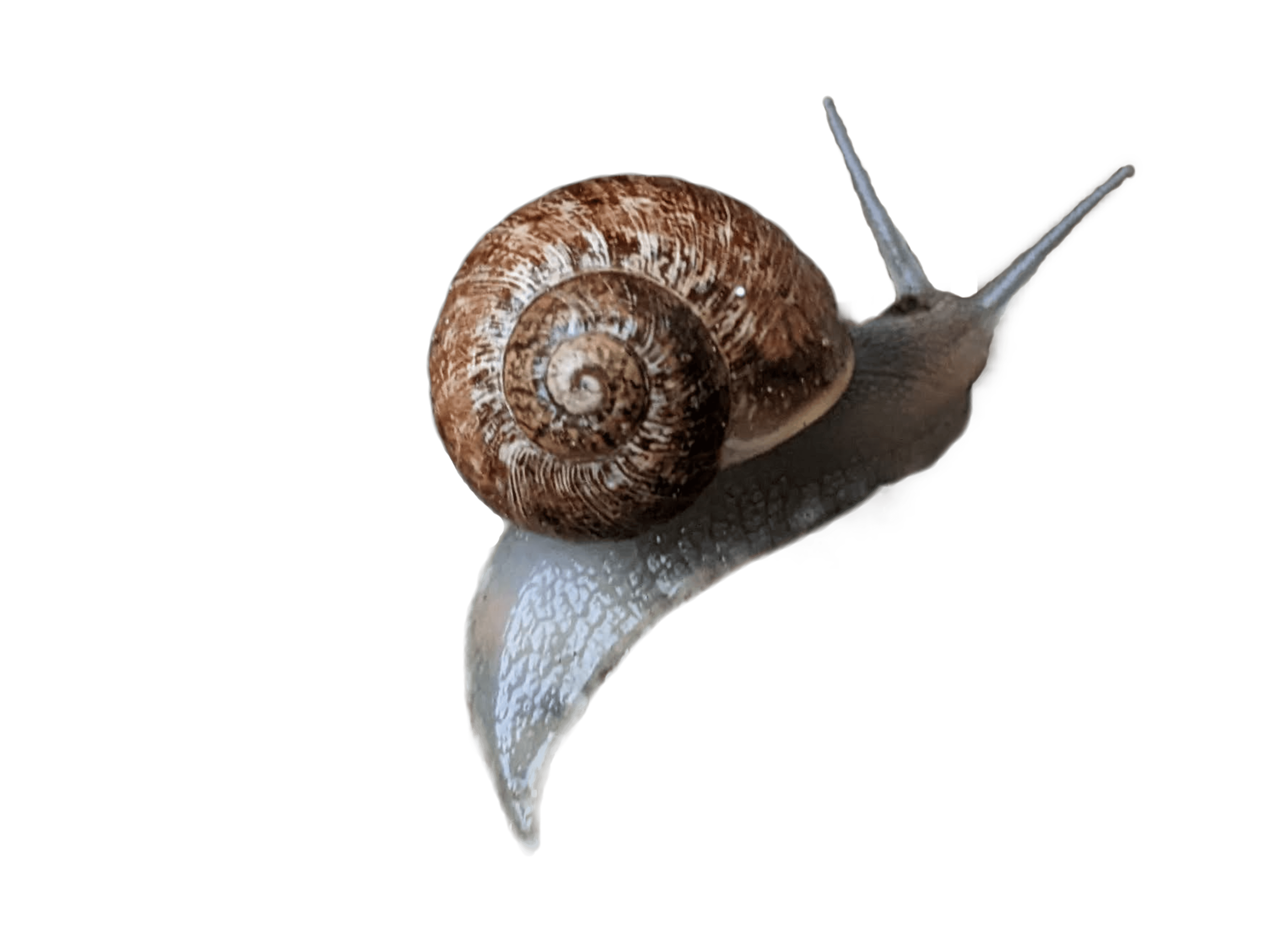 user avatar image for Roobidium