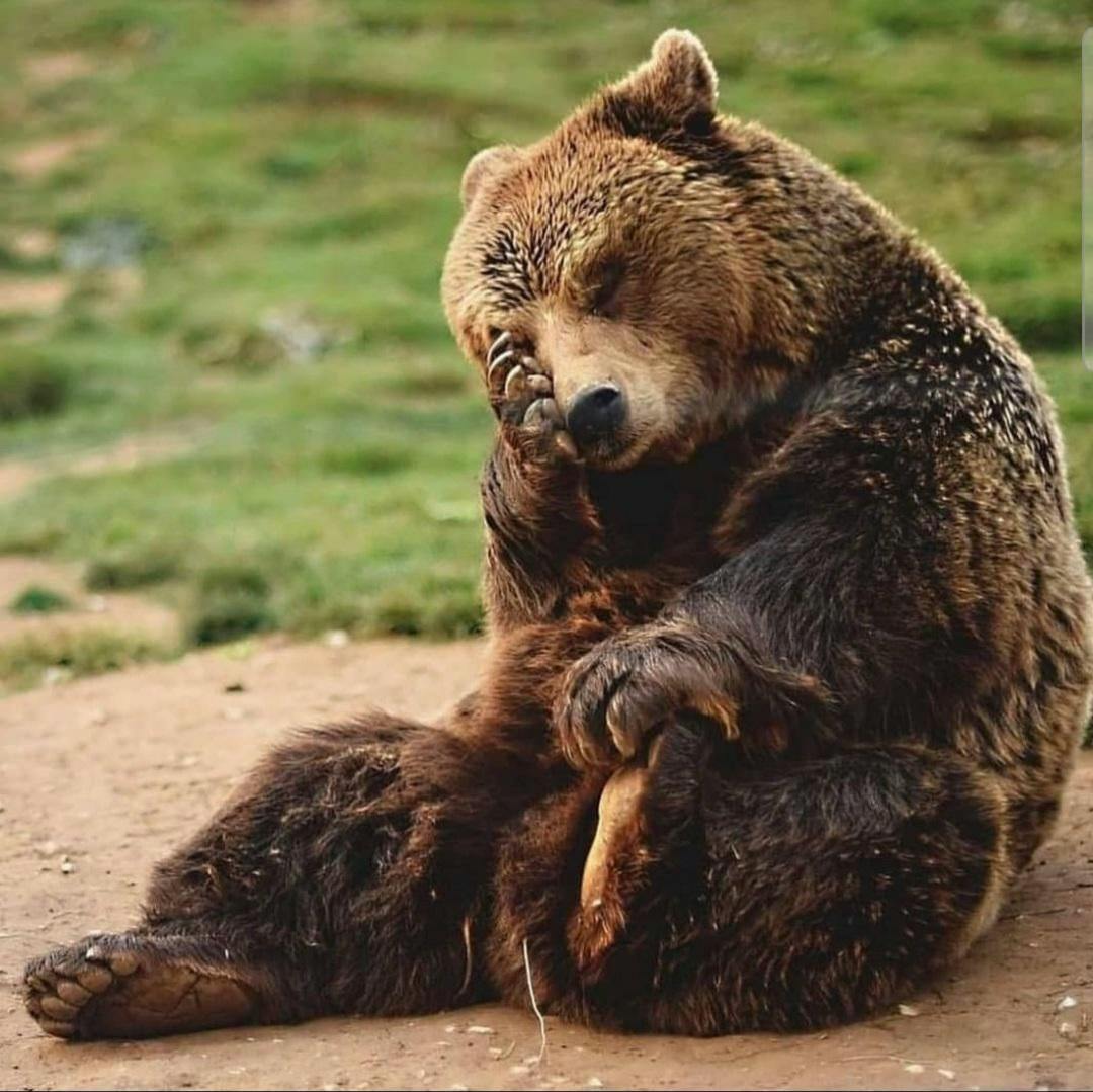 user avatar image for Skitterbear