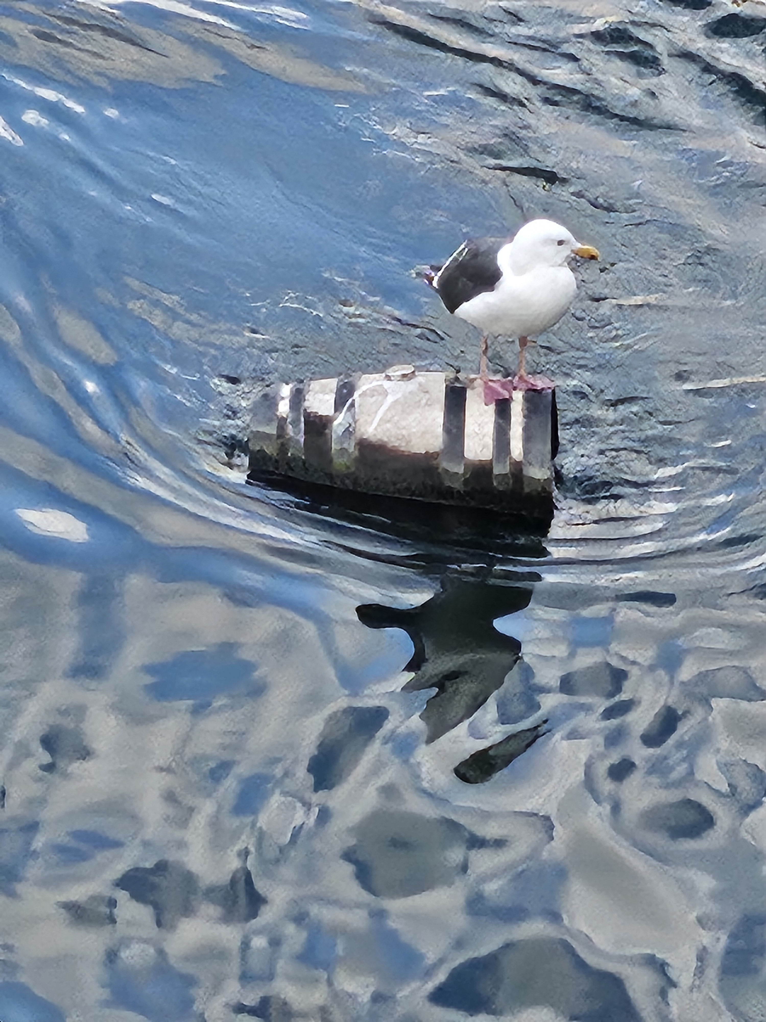 user avatar image for Sparrow Donoho