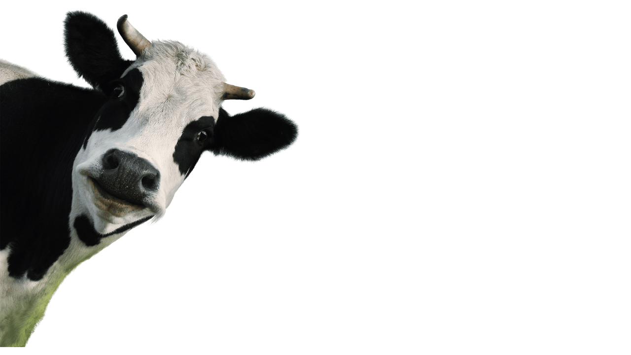 user avatar image for Caity Greig