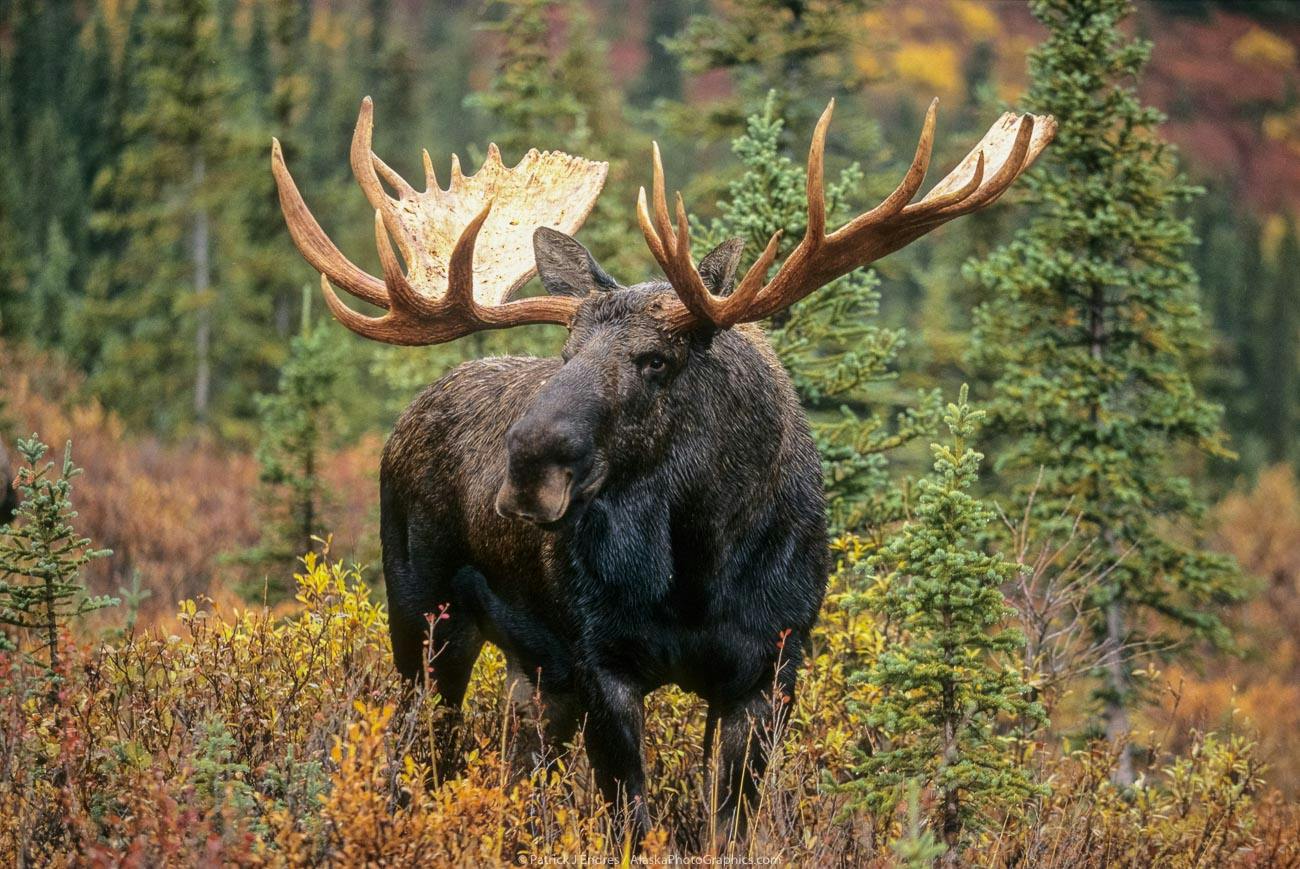 user avatar image for comradeMoose