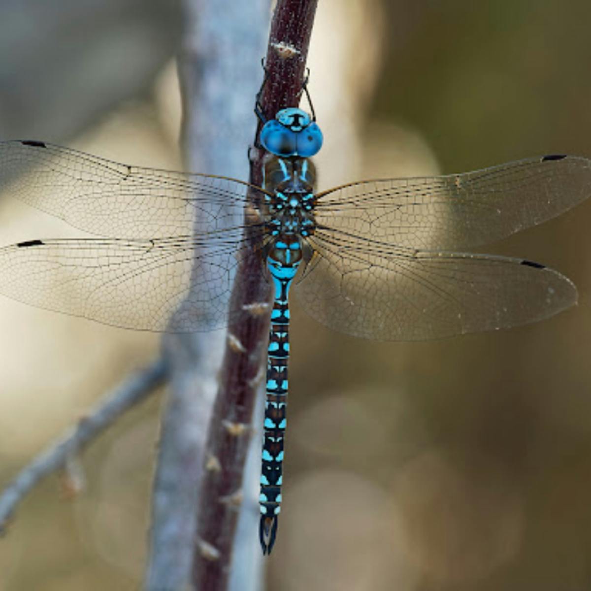 Blue Eyed Darner