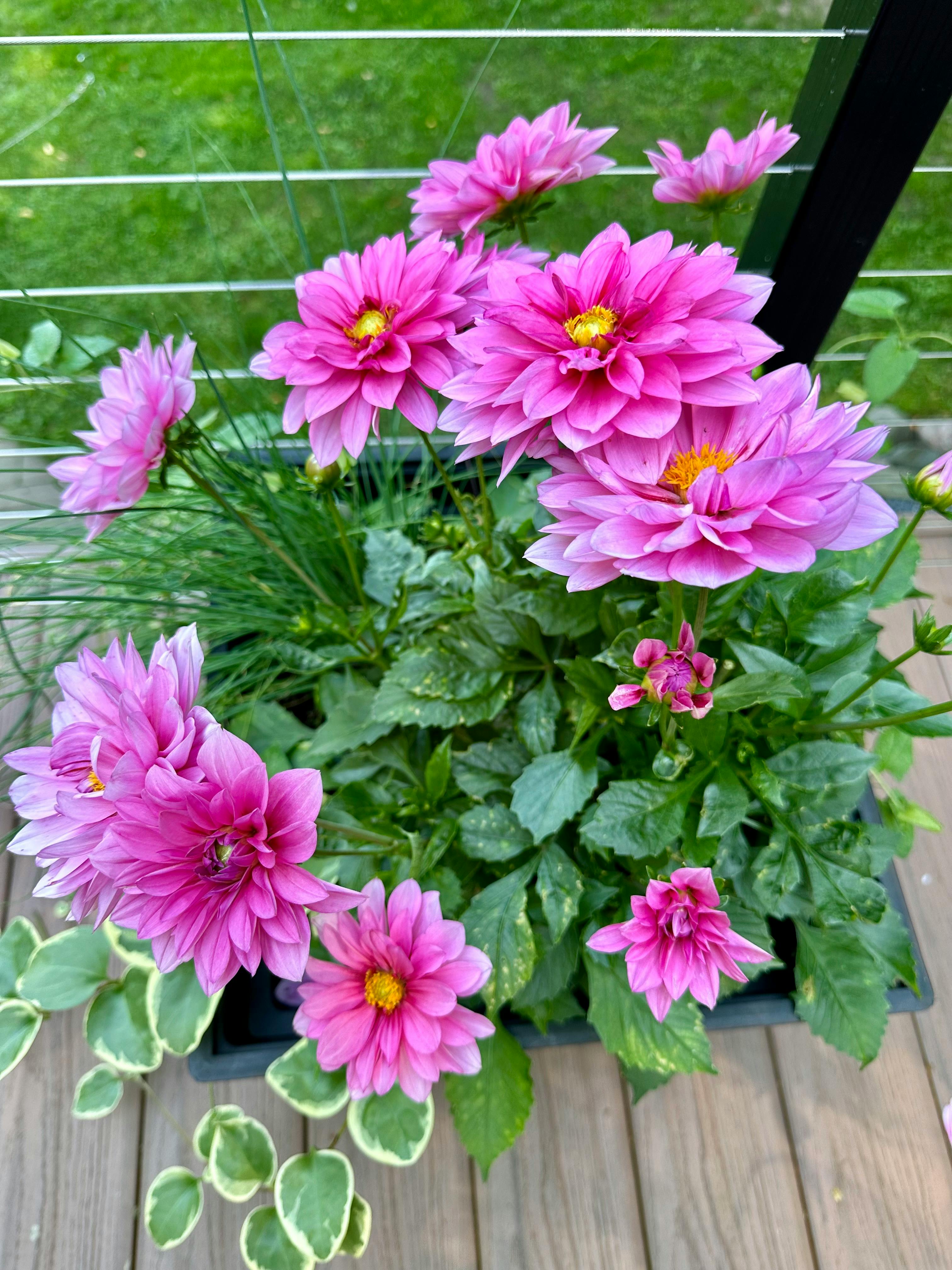 user avatar image for Sharla Anderson