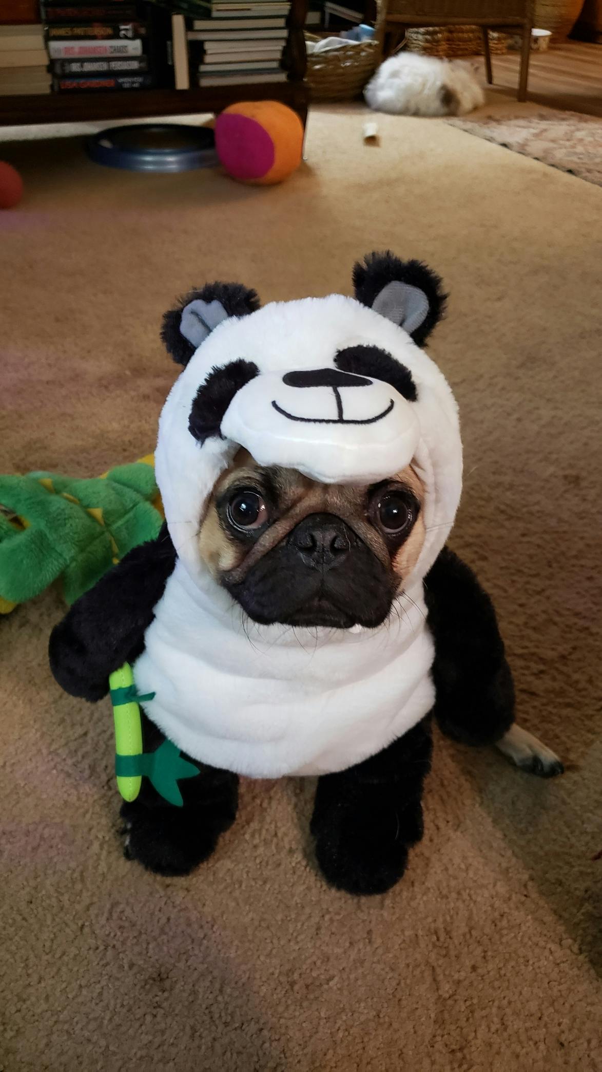 user avatar image for Zatanna