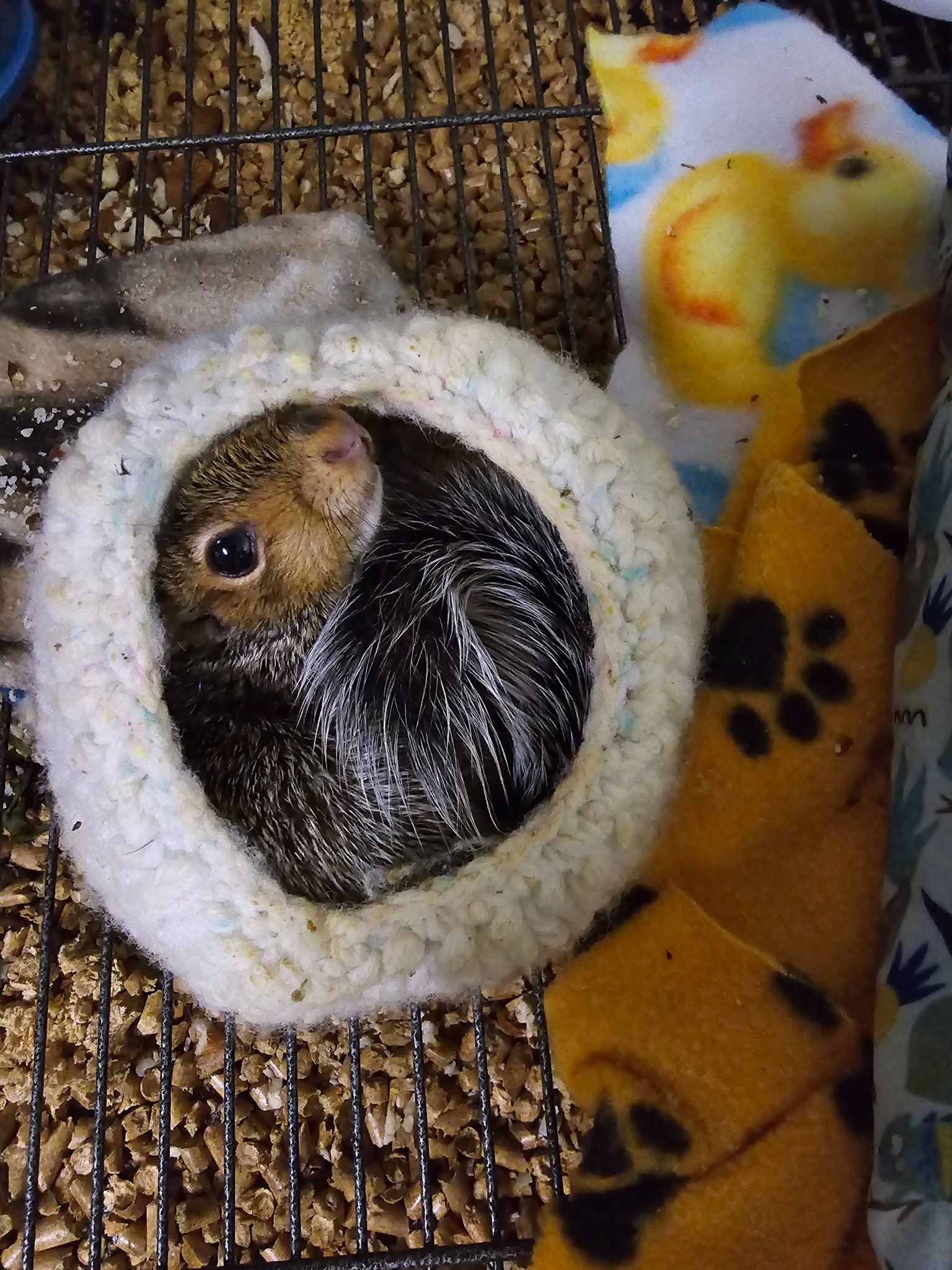 user avatar image for Squirrel Girl