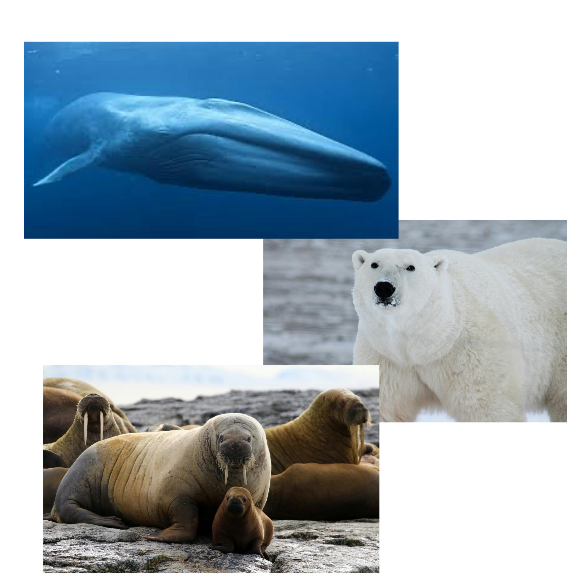 Blue Whale + Polar Bear + Walrus