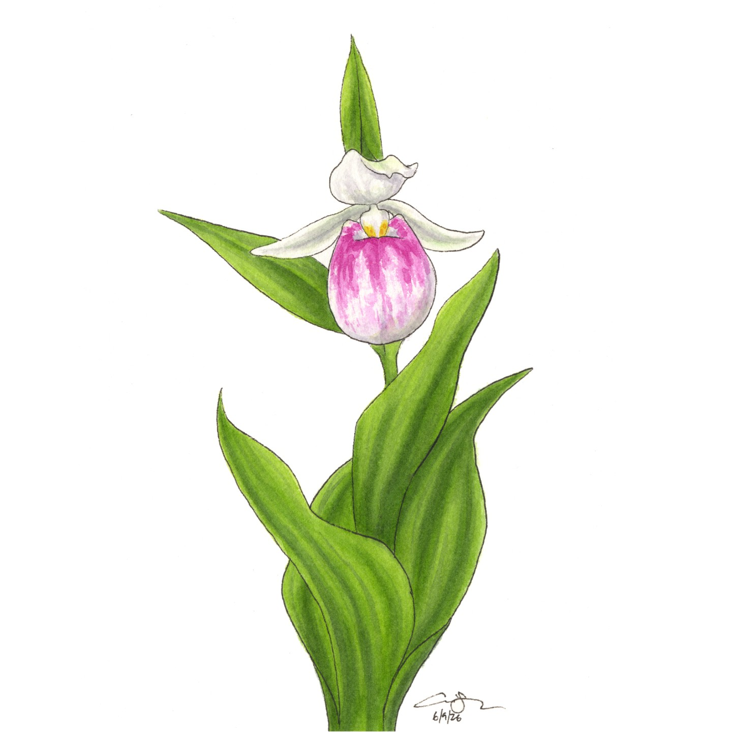 Showy Lady's Slipper